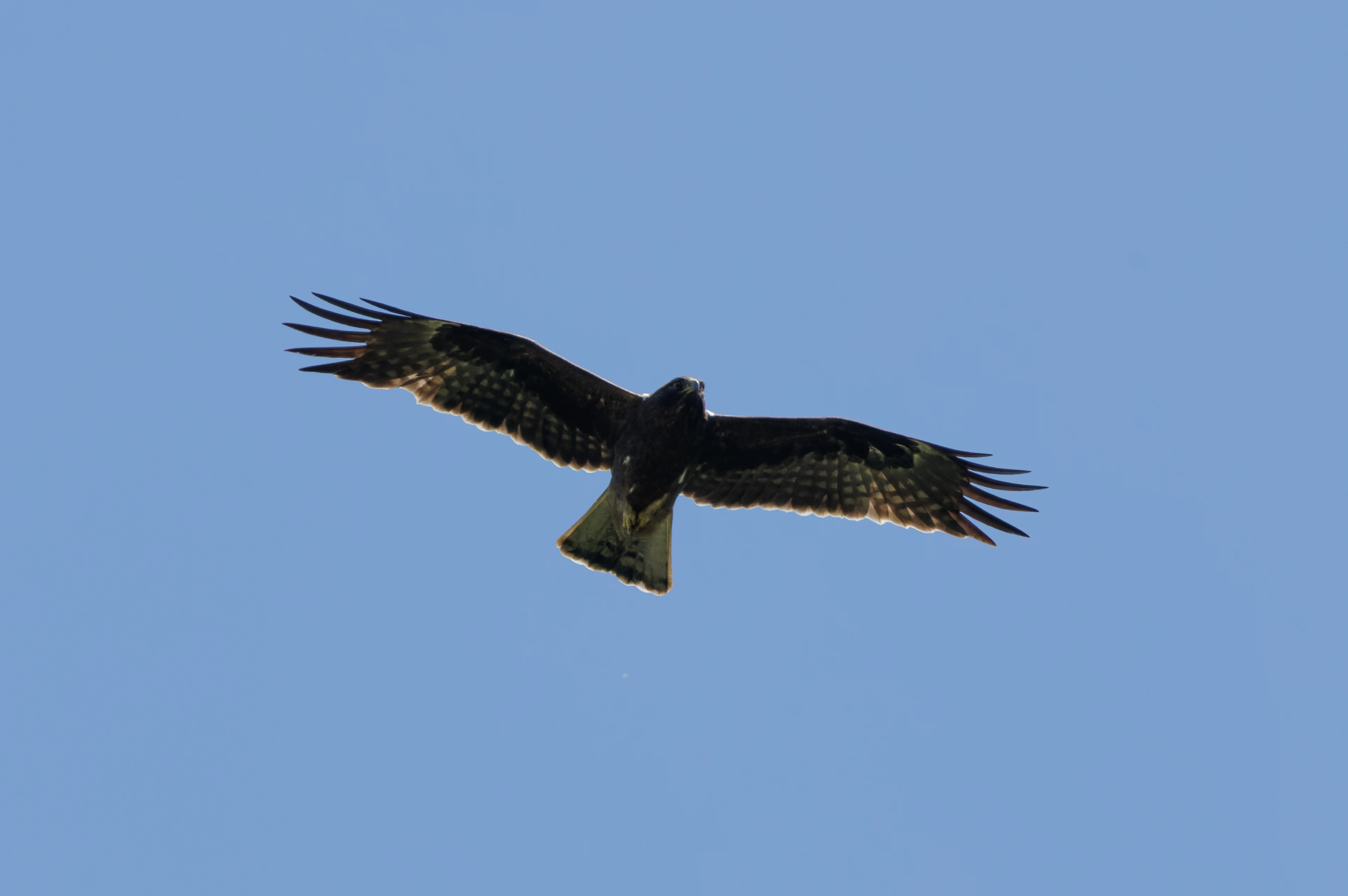Booted Eagle (dark morph), Romanian Steppe, Romania — photo by Orlando Prugel-Bennett