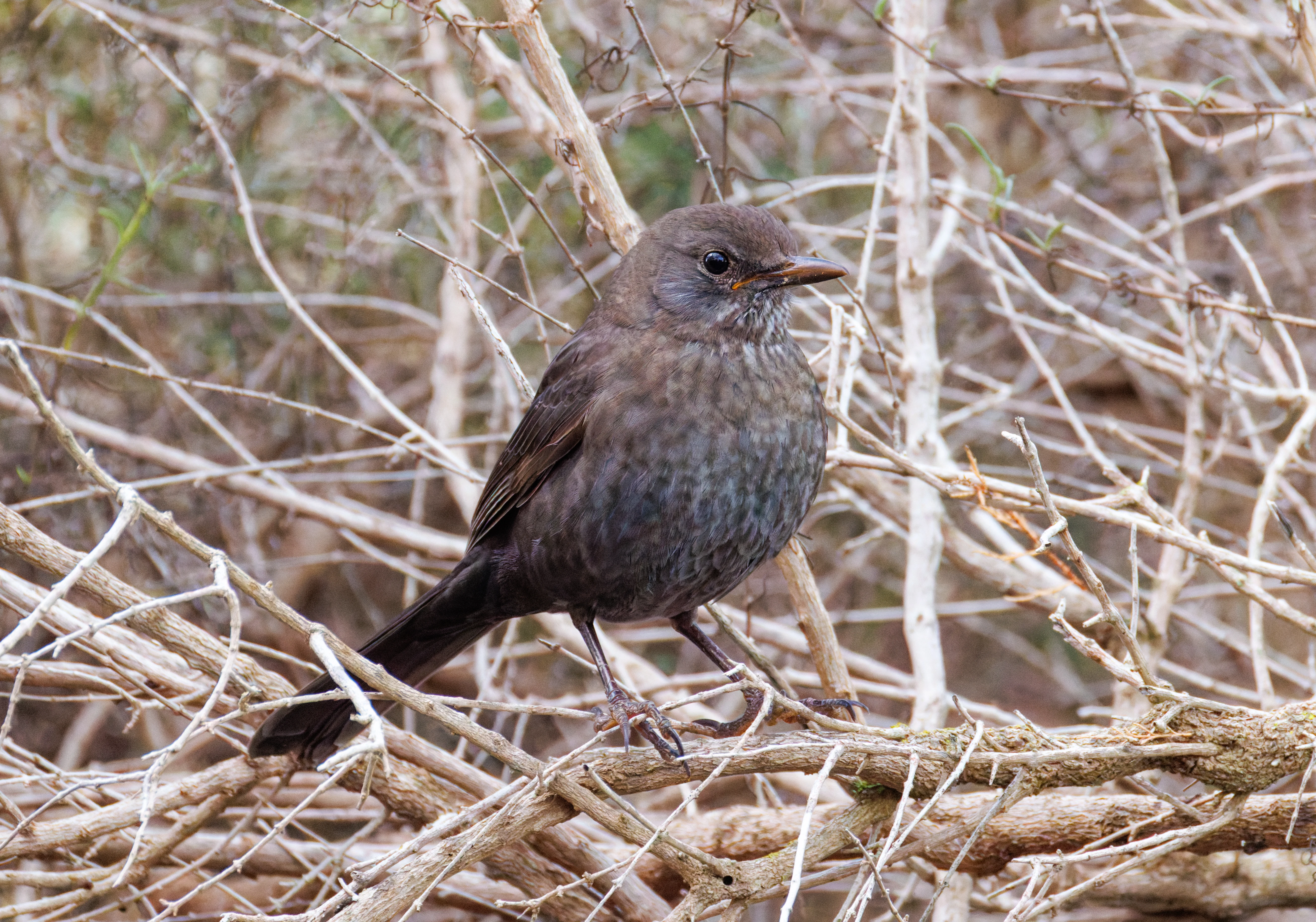 Female Blackbird, Clot de Galvany, Alicante, Spain — photo by Orlando Prugel-Bennett