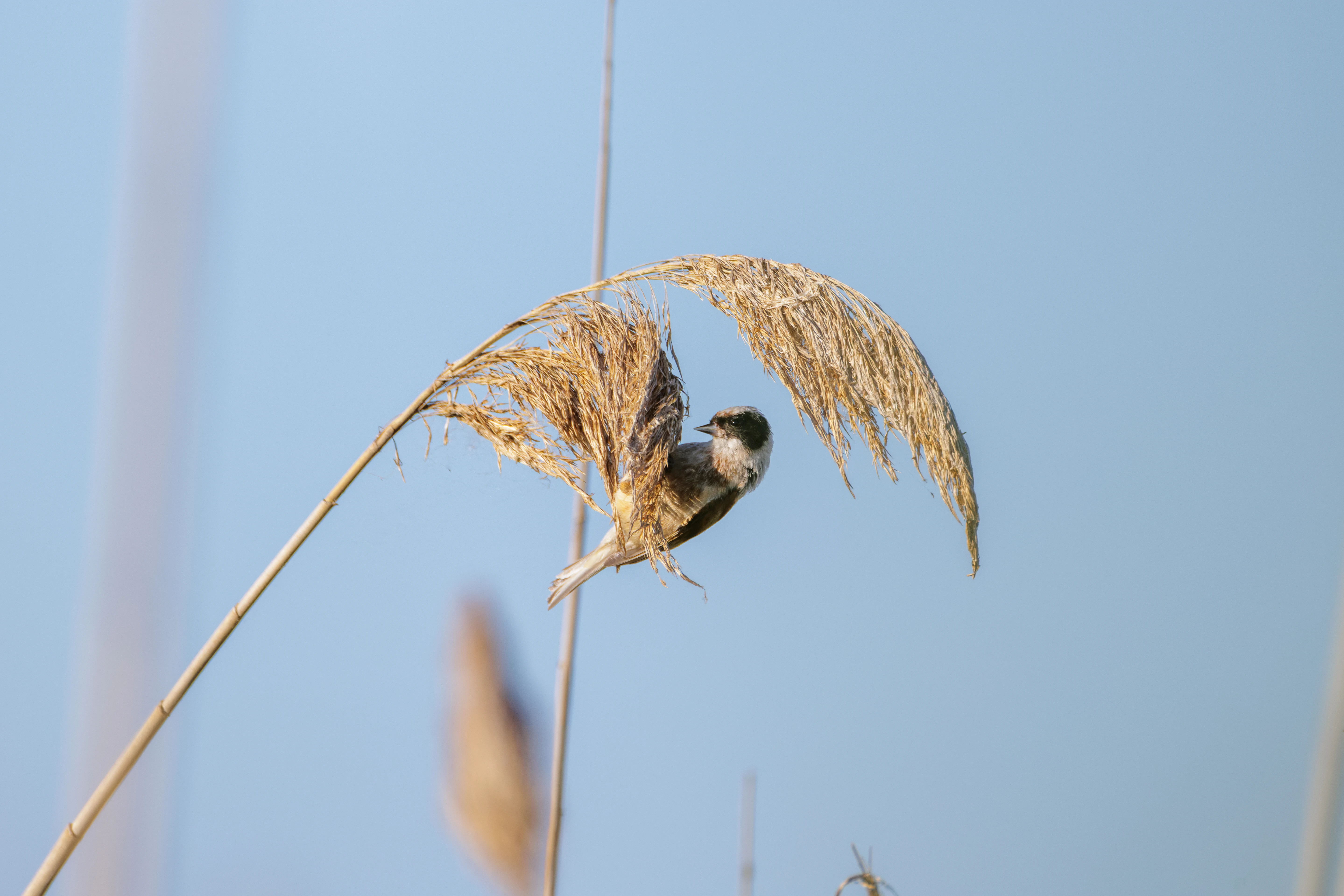 Eurasian Penduline Tit on reed, Danube Delta, Romania — photo by Orlando Prugel-Bennett