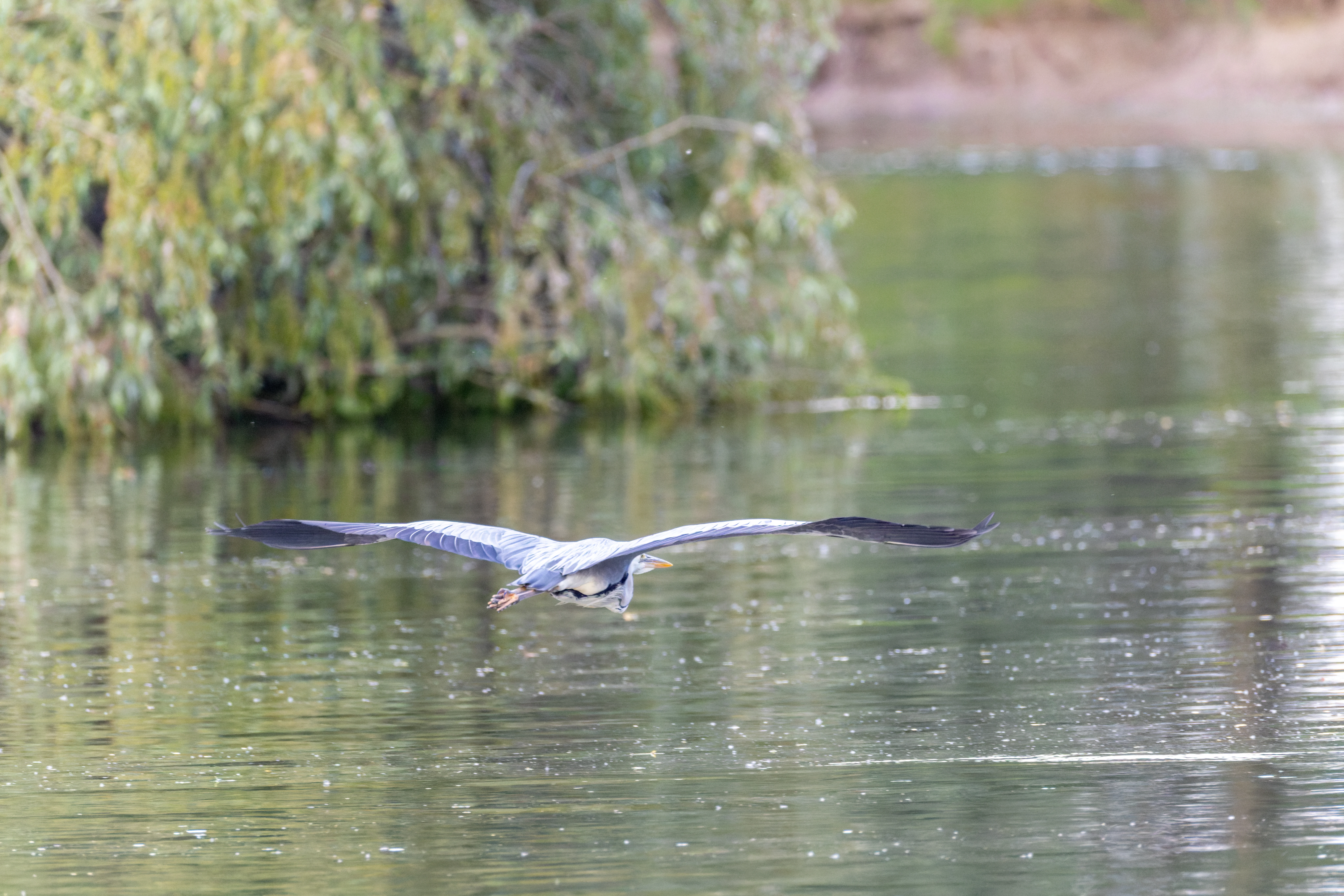 Grey Heron in flight, Danube Delta, Romania — photo by Orlando Prugel-Bennett