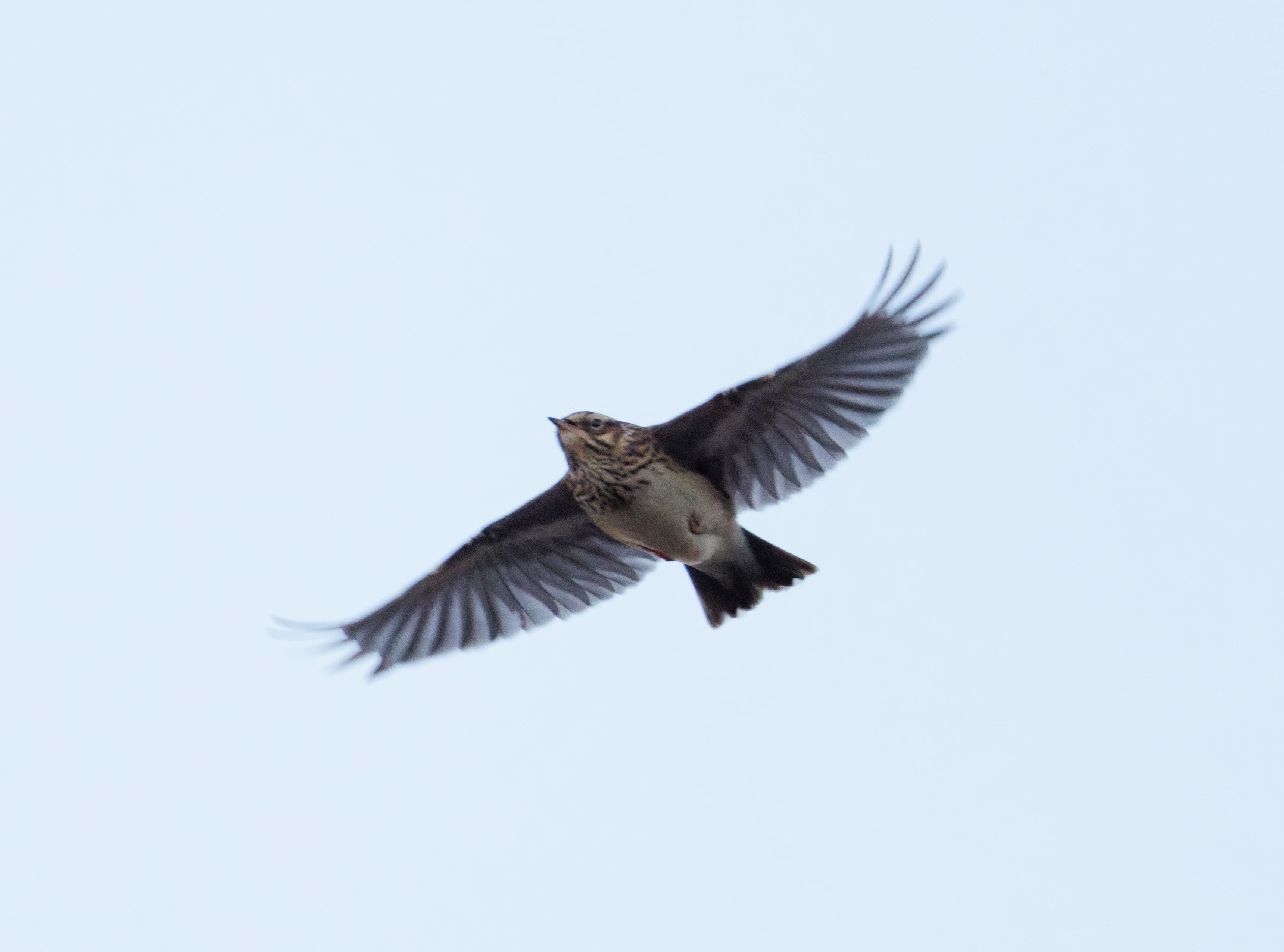 Song Thrush, Maigmo, Alicante, Spain — photo by Orlando Prugel-Bennett