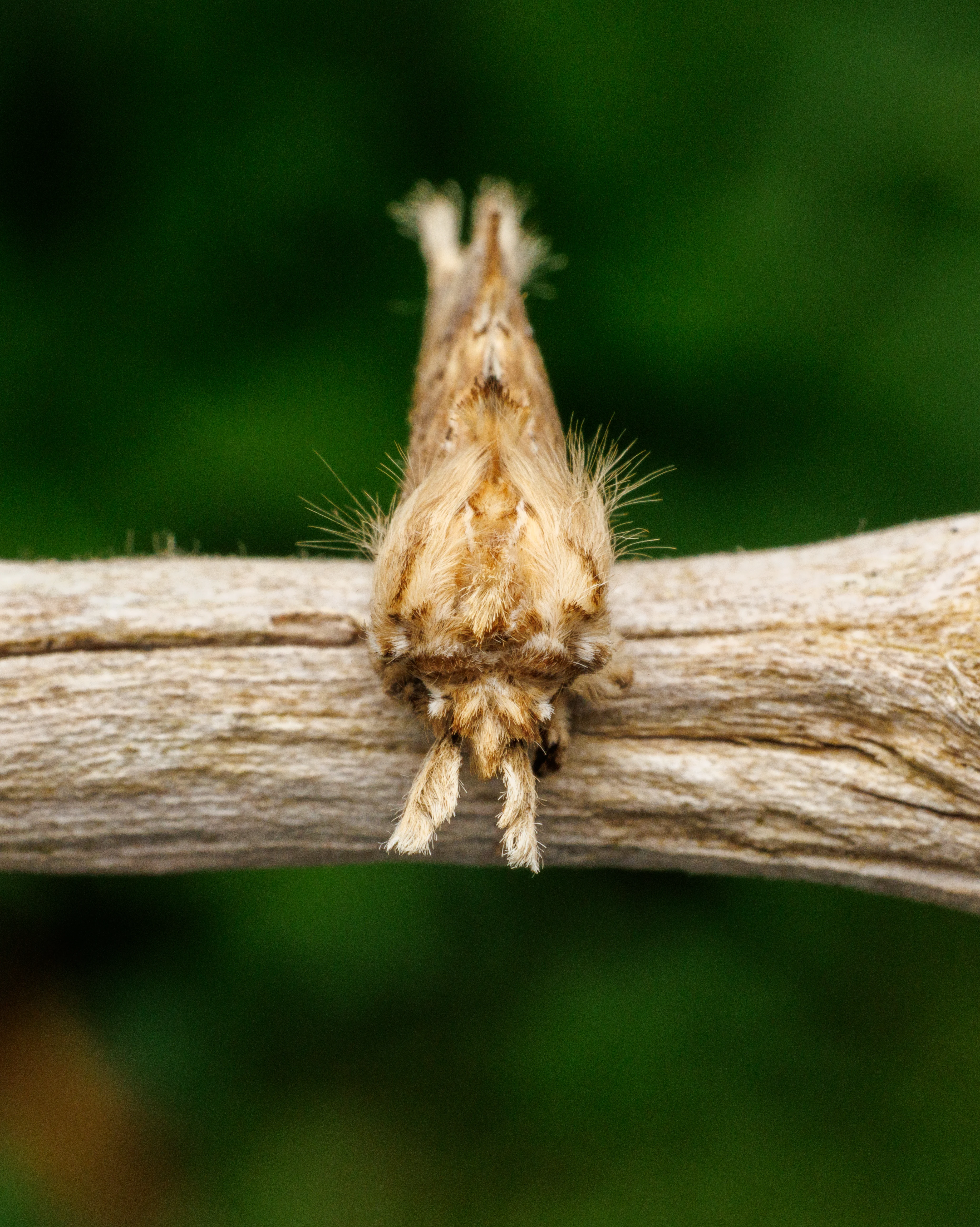 Moth, Eling, Hampshire, UK — photo by Orlando Prugel-Bennett