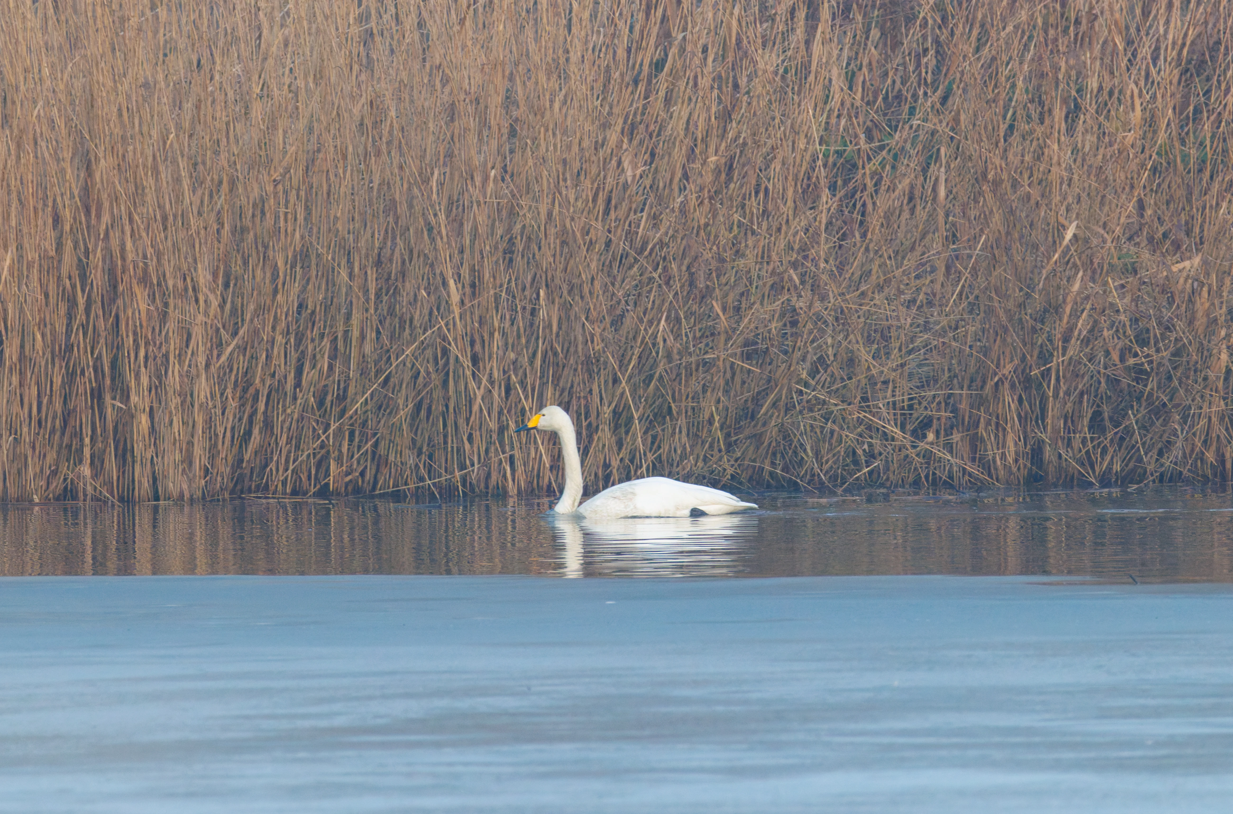 Whooper Swan, Flevoland, Netherlands — photo by Orlando Prugel-Bennett