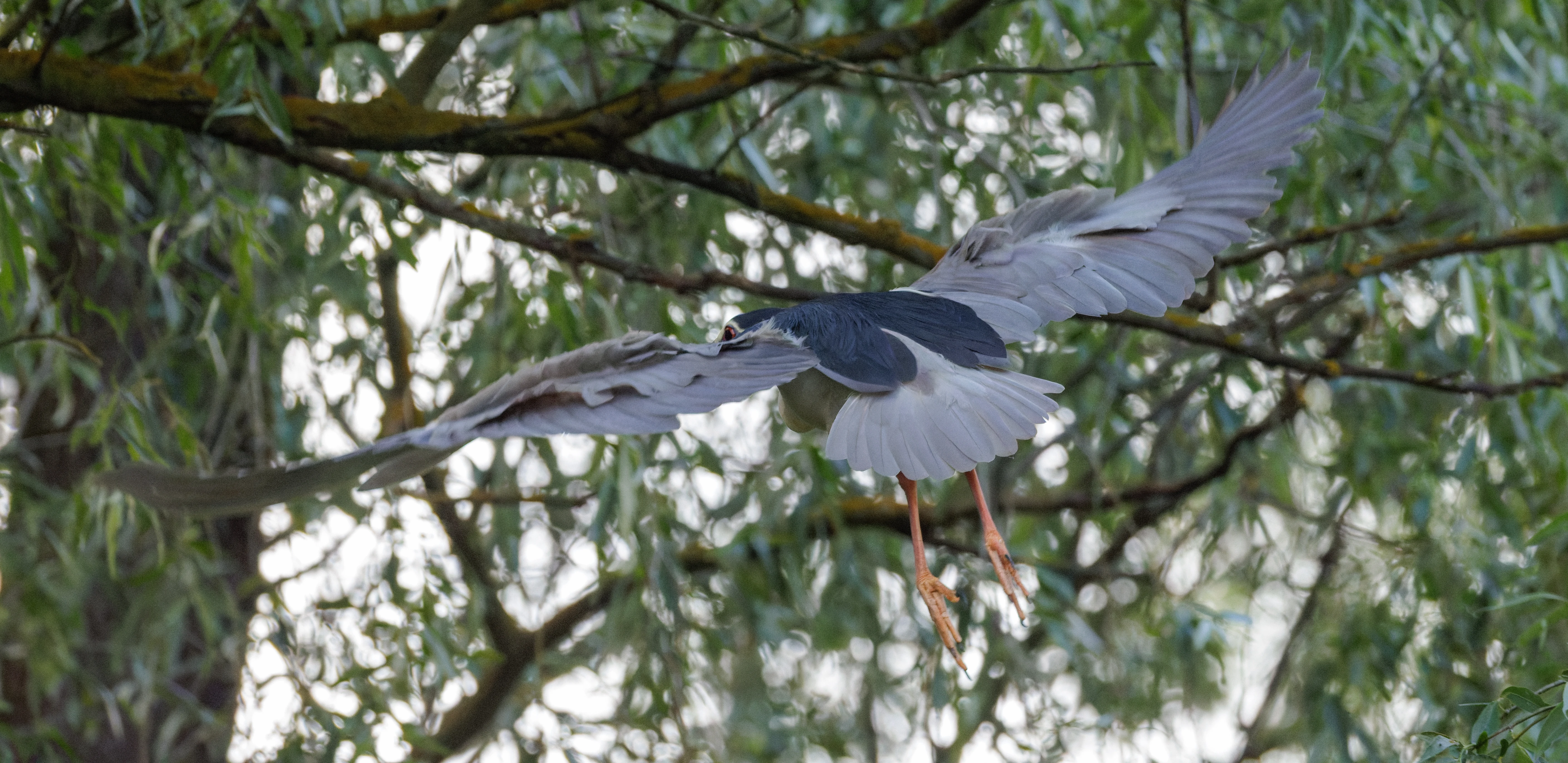 Black-crowned Night Heron, Danube Delta, Romania — photo by Orlando Prugel-Bennett