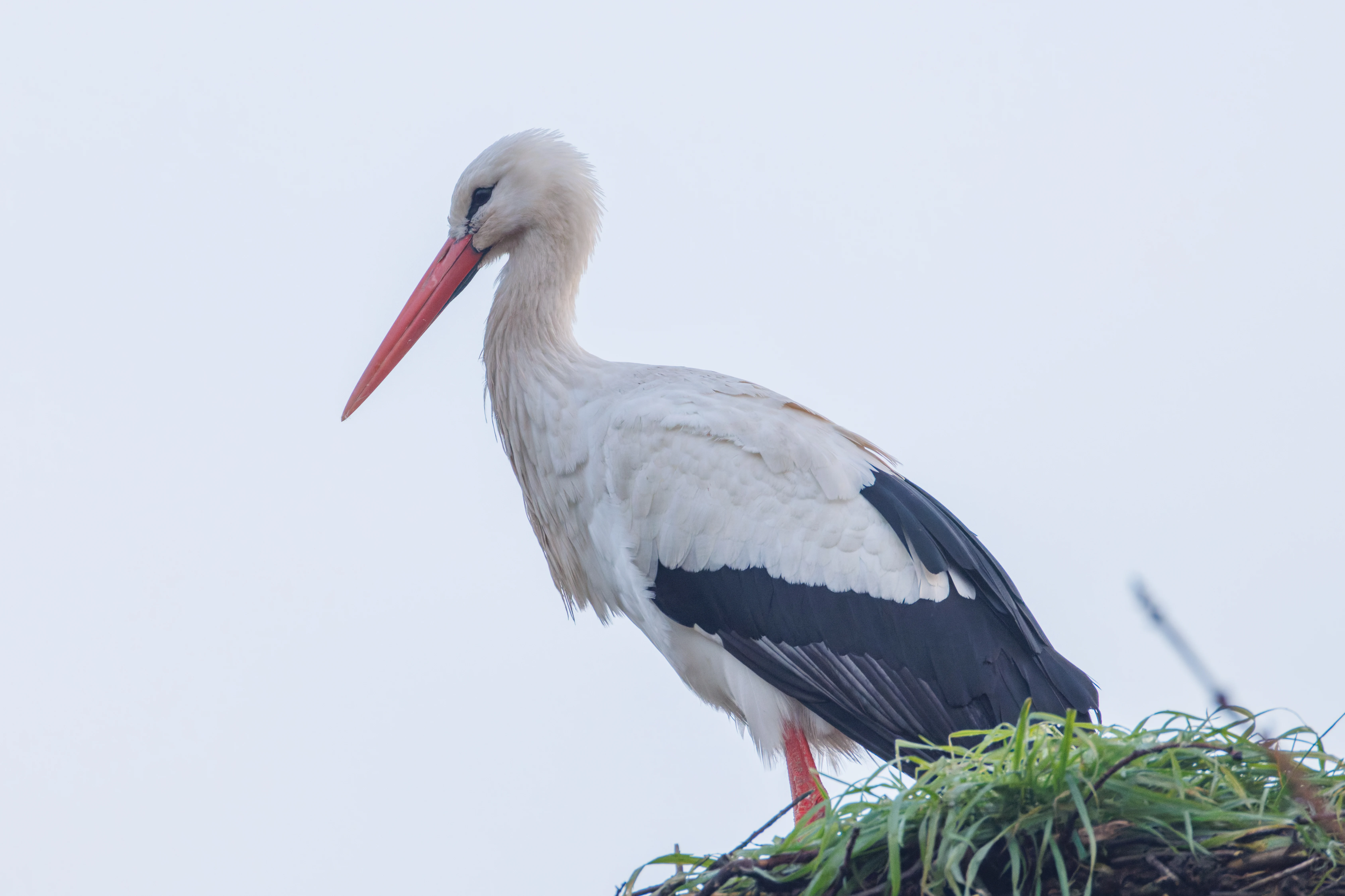 White Stork, Flevoland, Netherlands — photo by Orlando Prugel-Bennett