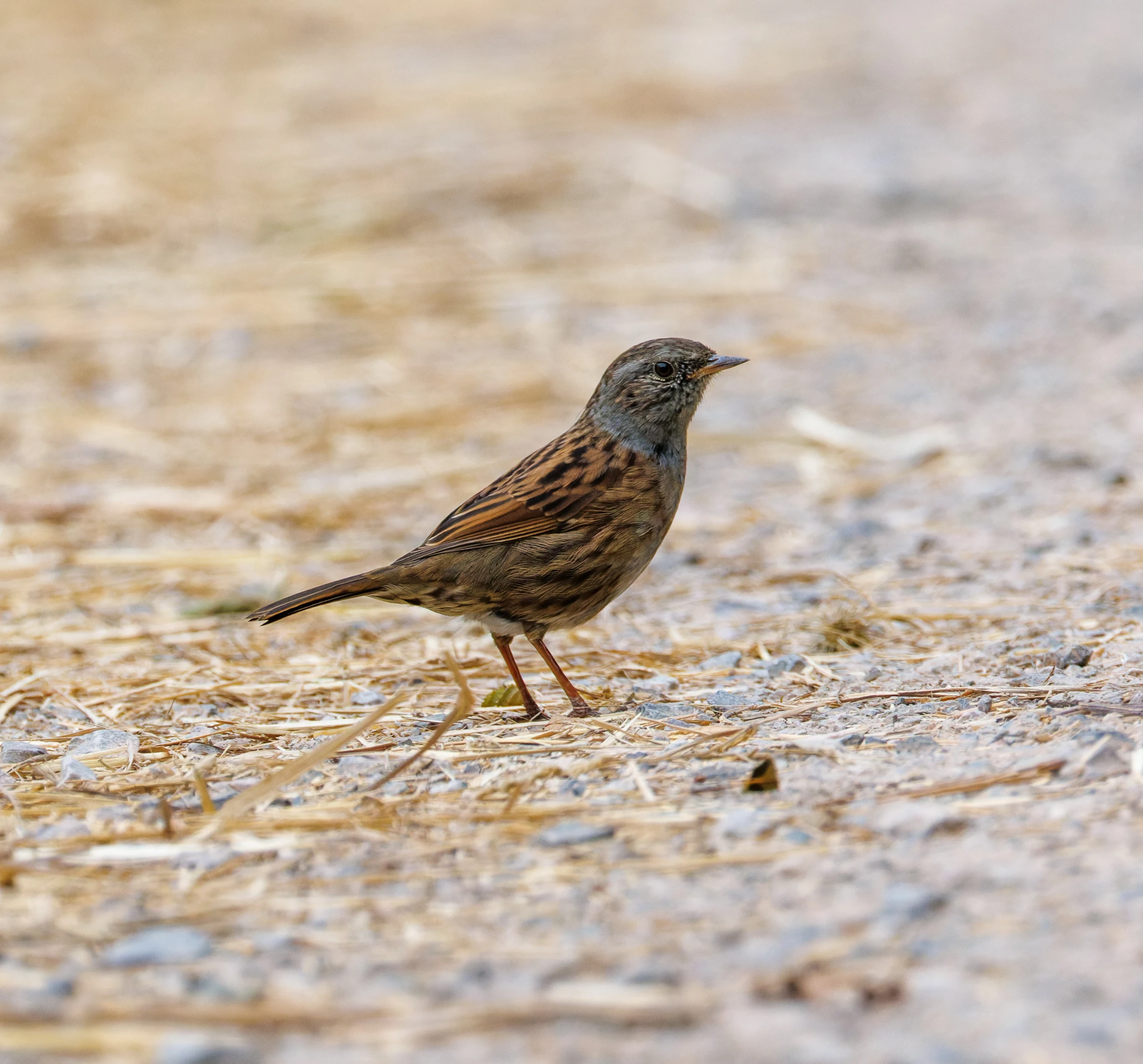 Dunnock, Fishlake Meadows, Romsey, Hampshire, UK — photo by Orlando Prugel-Bennett