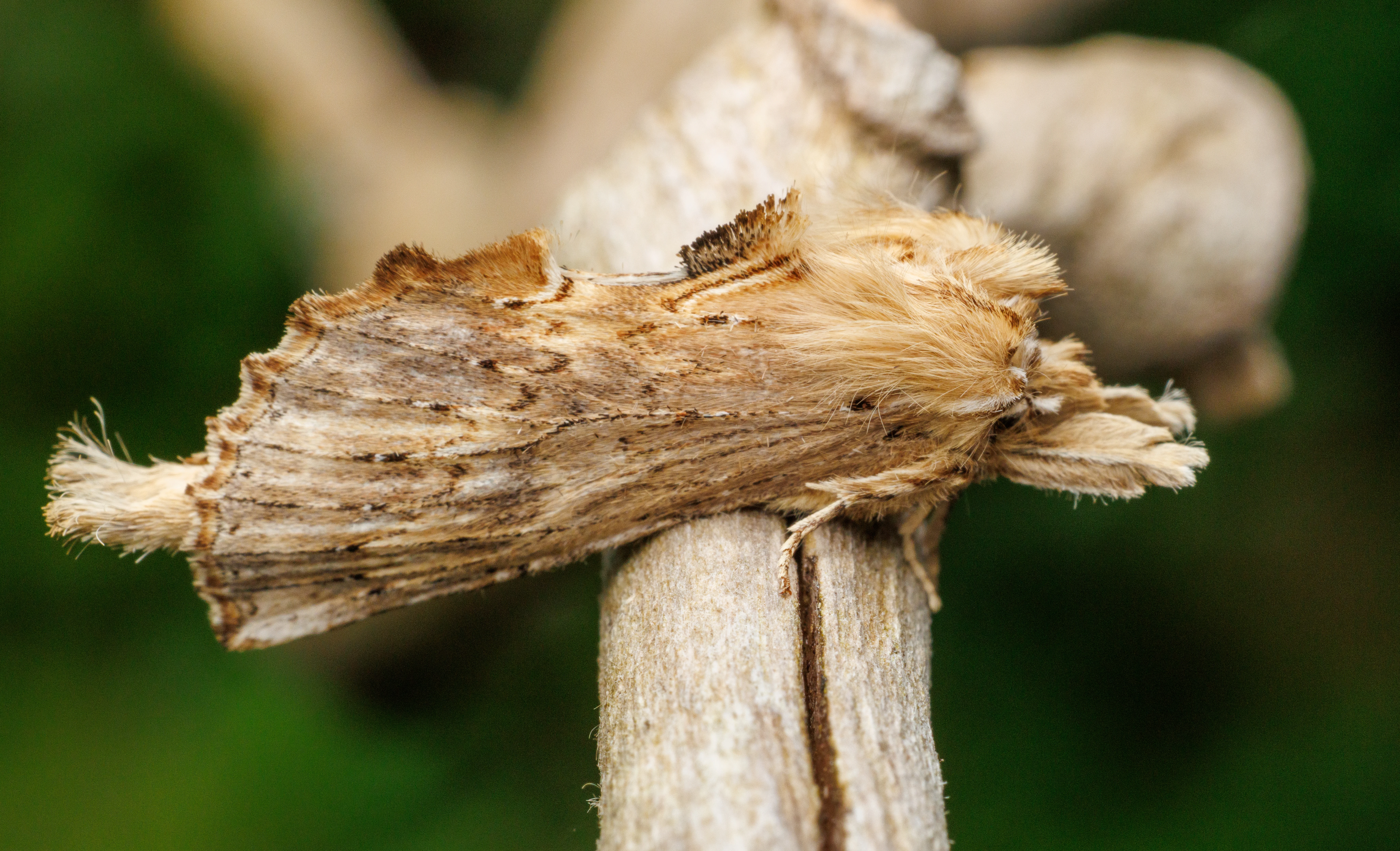 Moth, Eling, Hampshire, UK — photo by Orlando Prugel-Bennett