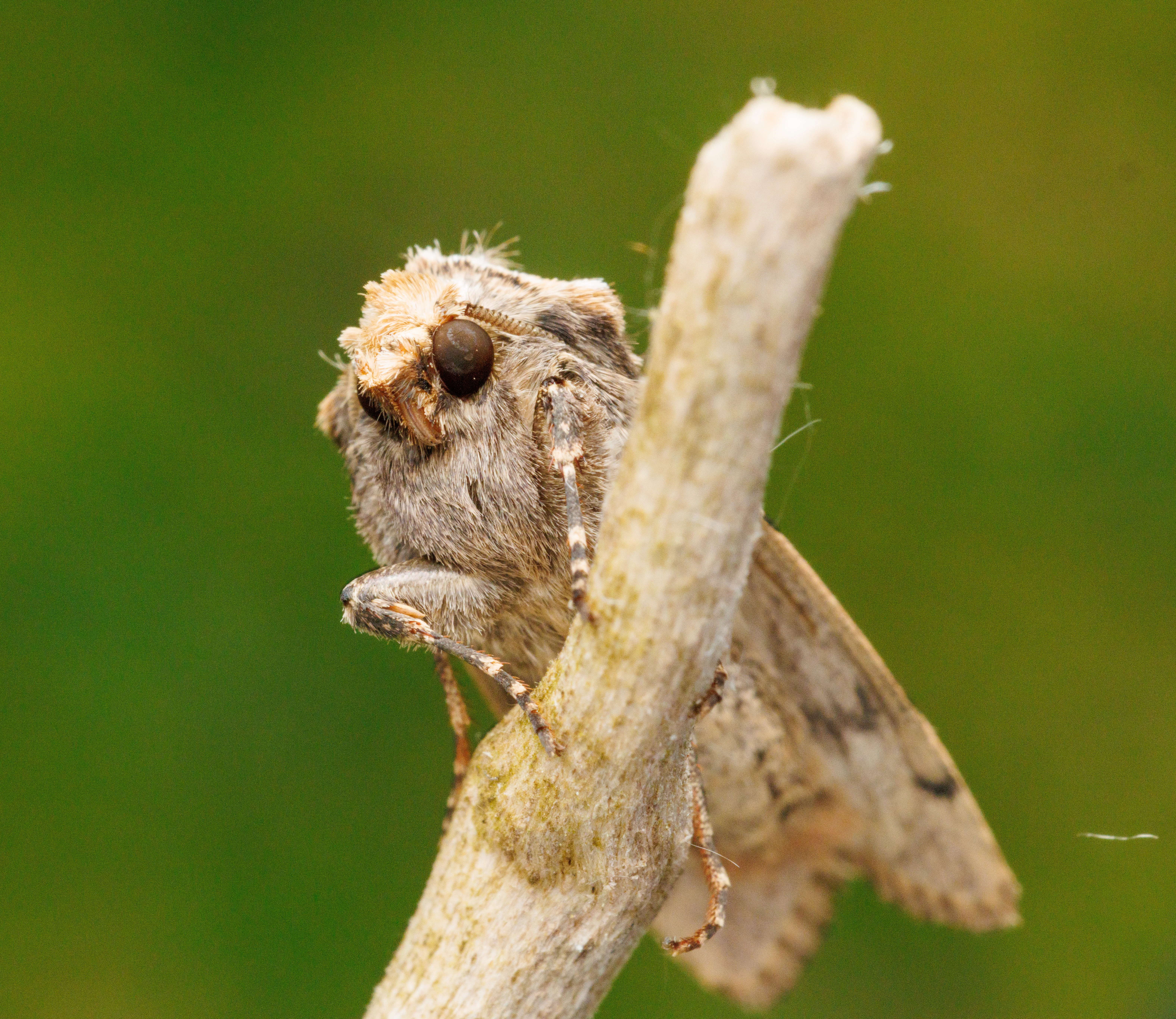 Moth, Eling, Hampshire, UK — photo by Orlando Prugel-Bennett
