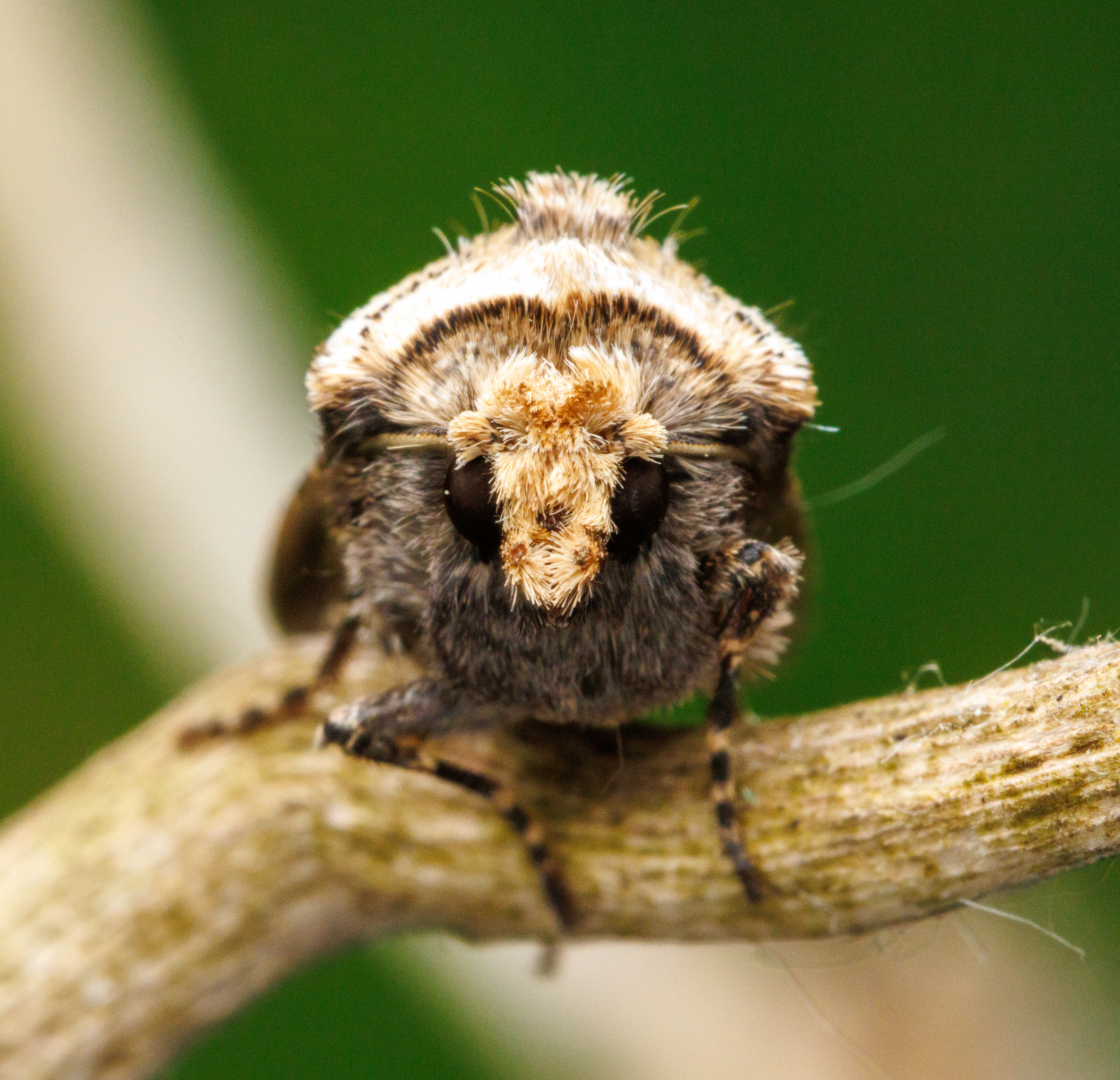 Moth, Eling, Hampshire, UK — photo by Orlando Prugel-Bennett