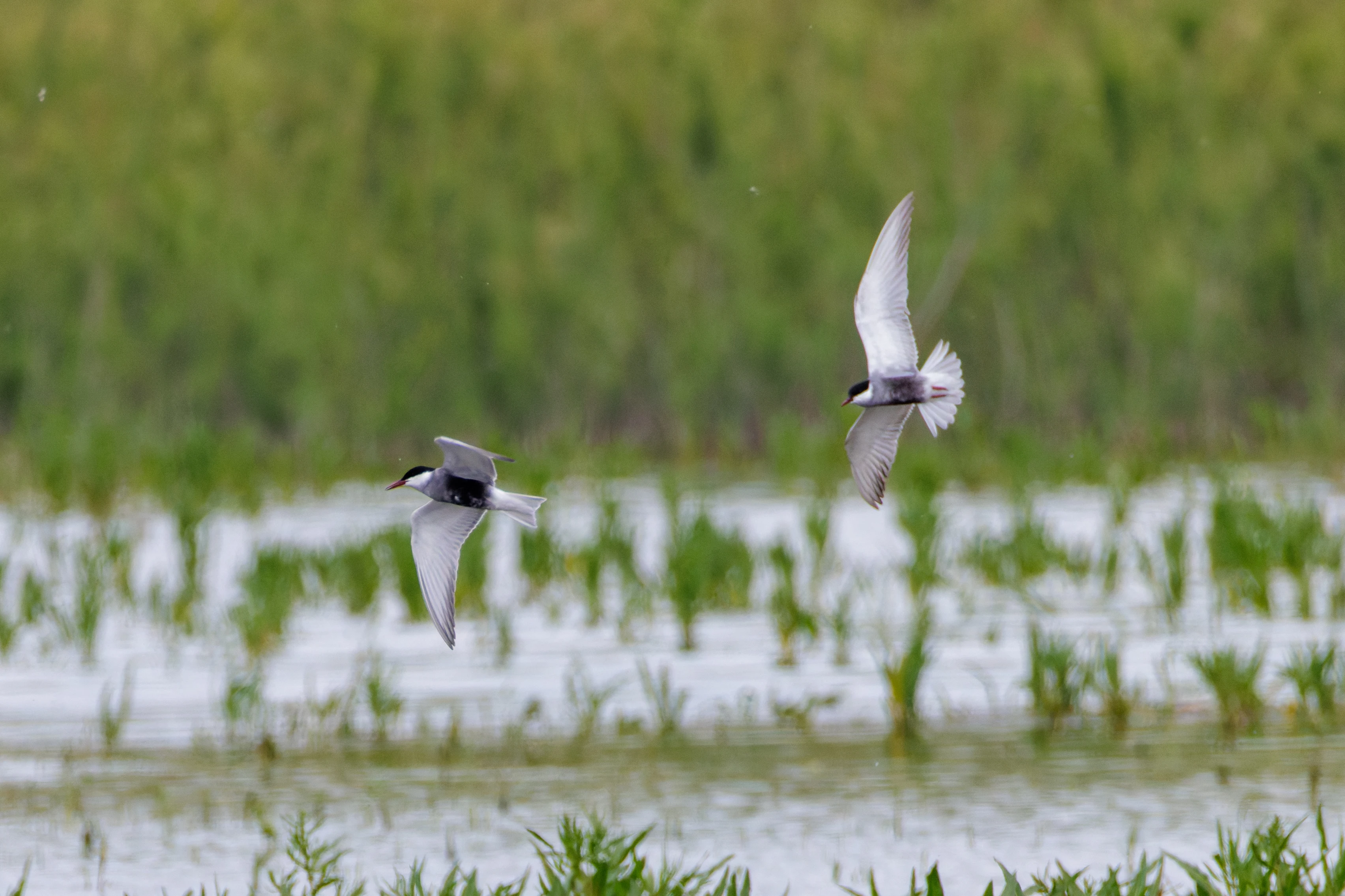 Whiskered Terns in flight, Romania — photo by Orlando Prugel-Bennett