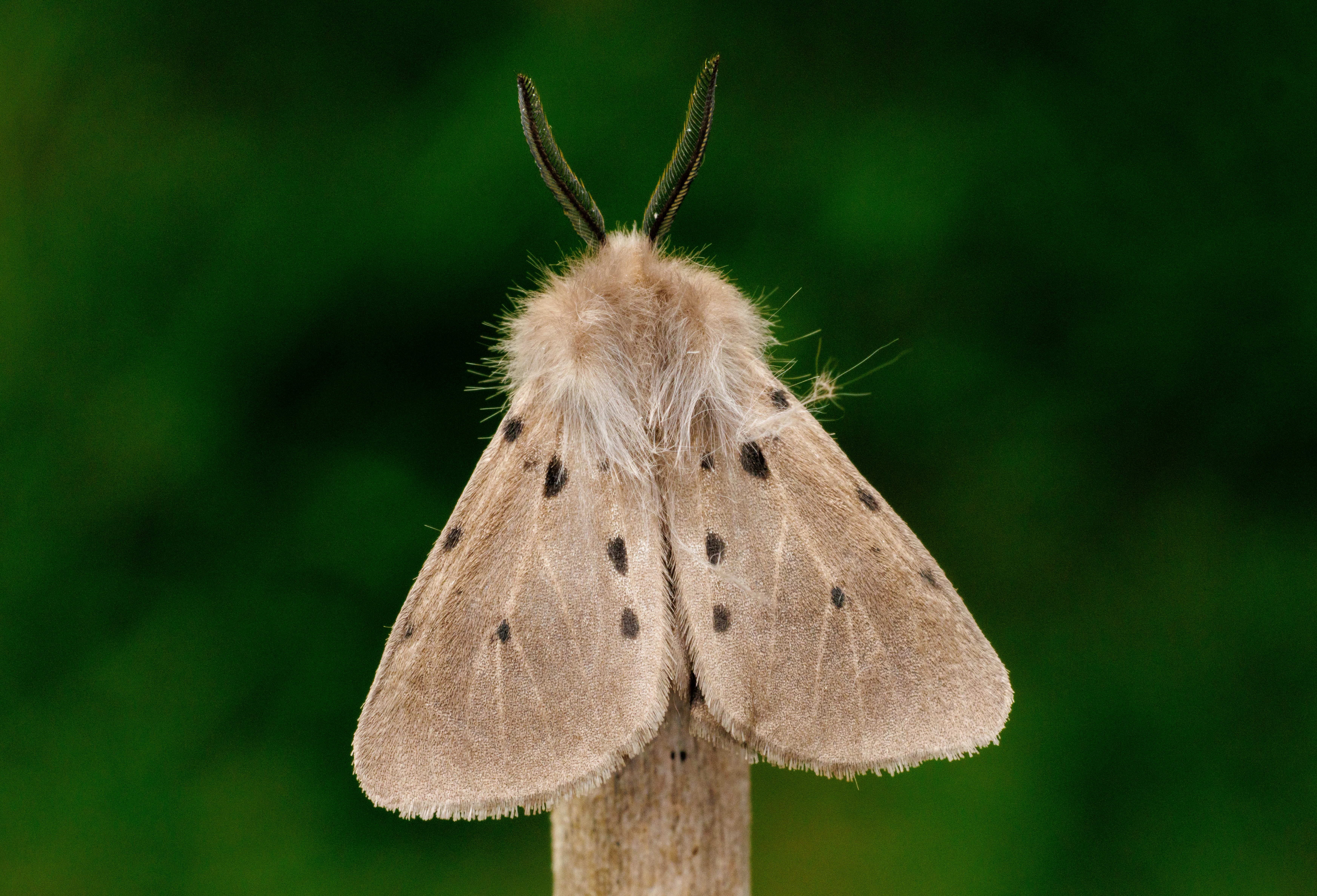 Muslin Moth, Eling, Hampshire, UK — photo by Orlando Prugel-Bennett