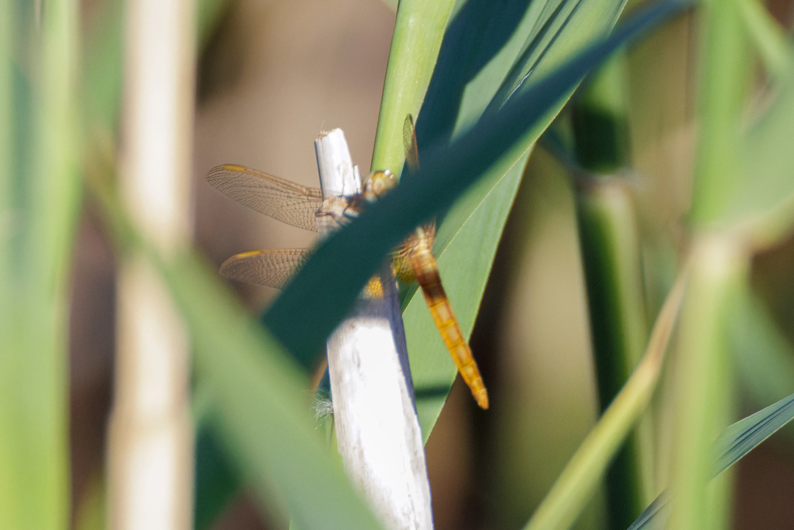 Dragonfly, Danube Delta, Romania — photo by Orlando Prugel-Bennett