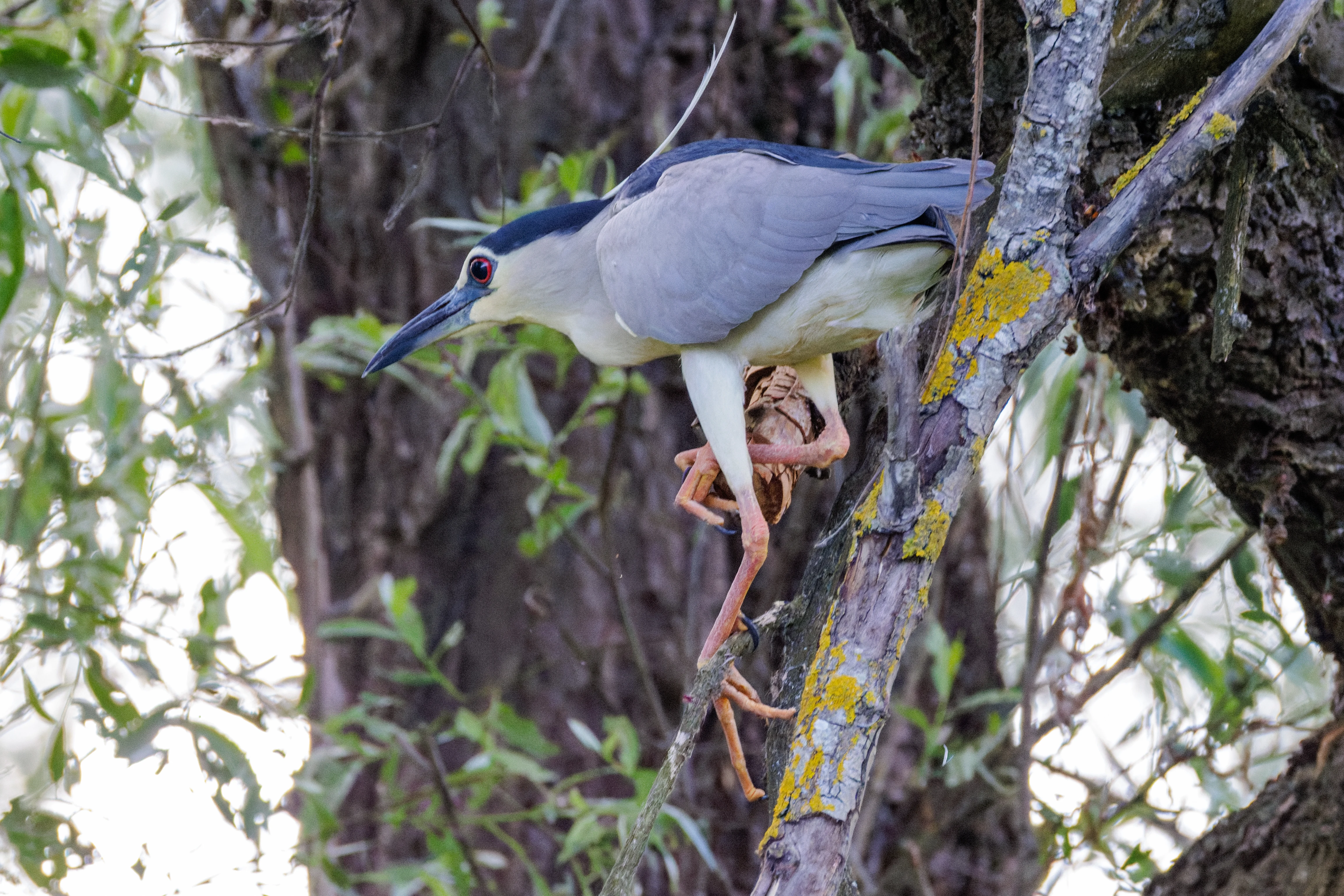 Black-crowned Night Heron, Danube Delta, Romania — photo by Orlando Prugel-Bennett