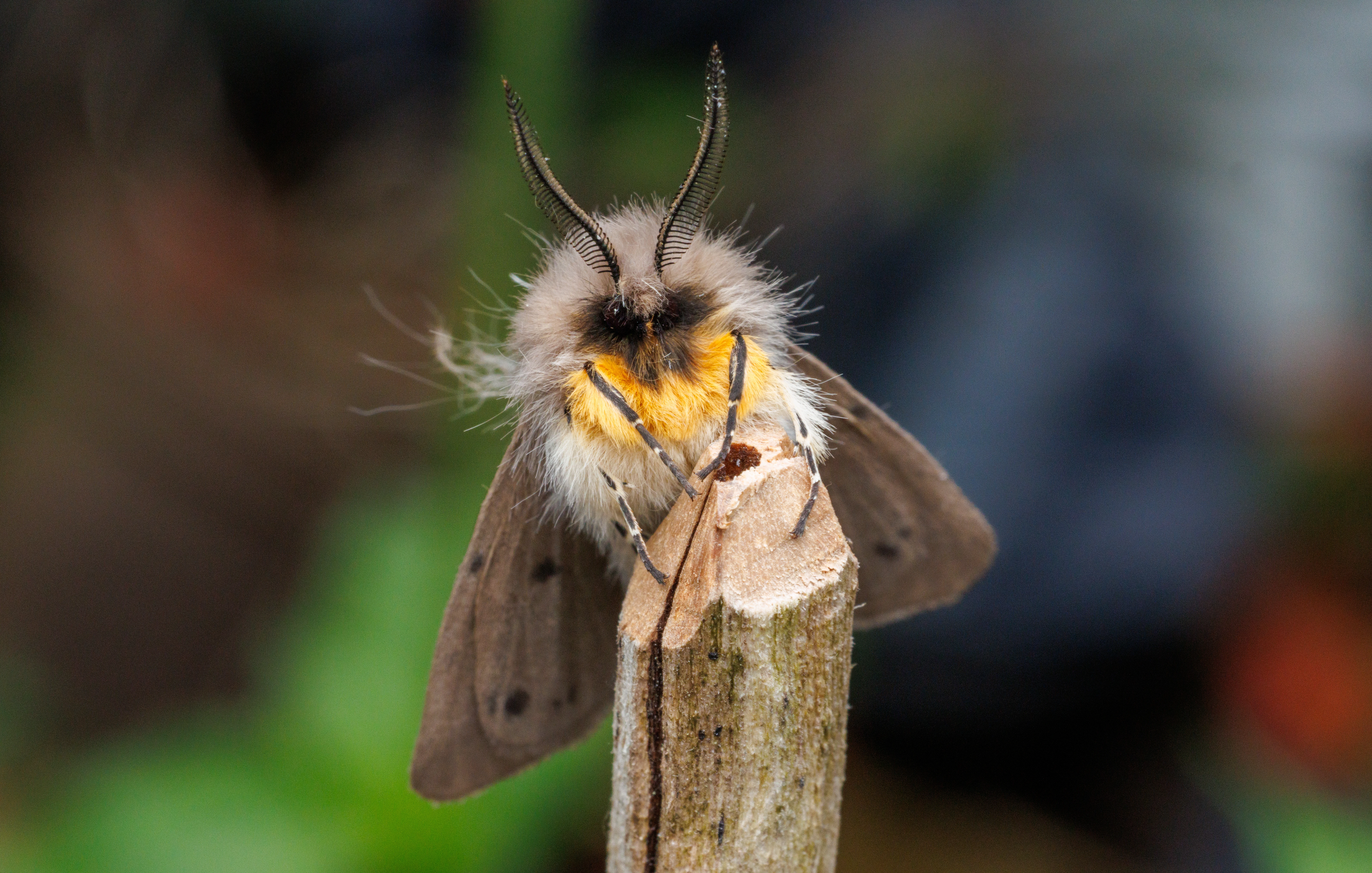 Muslin Moth, Eling, Hampshire, UK — photo by Orlando Prugel-Bennett