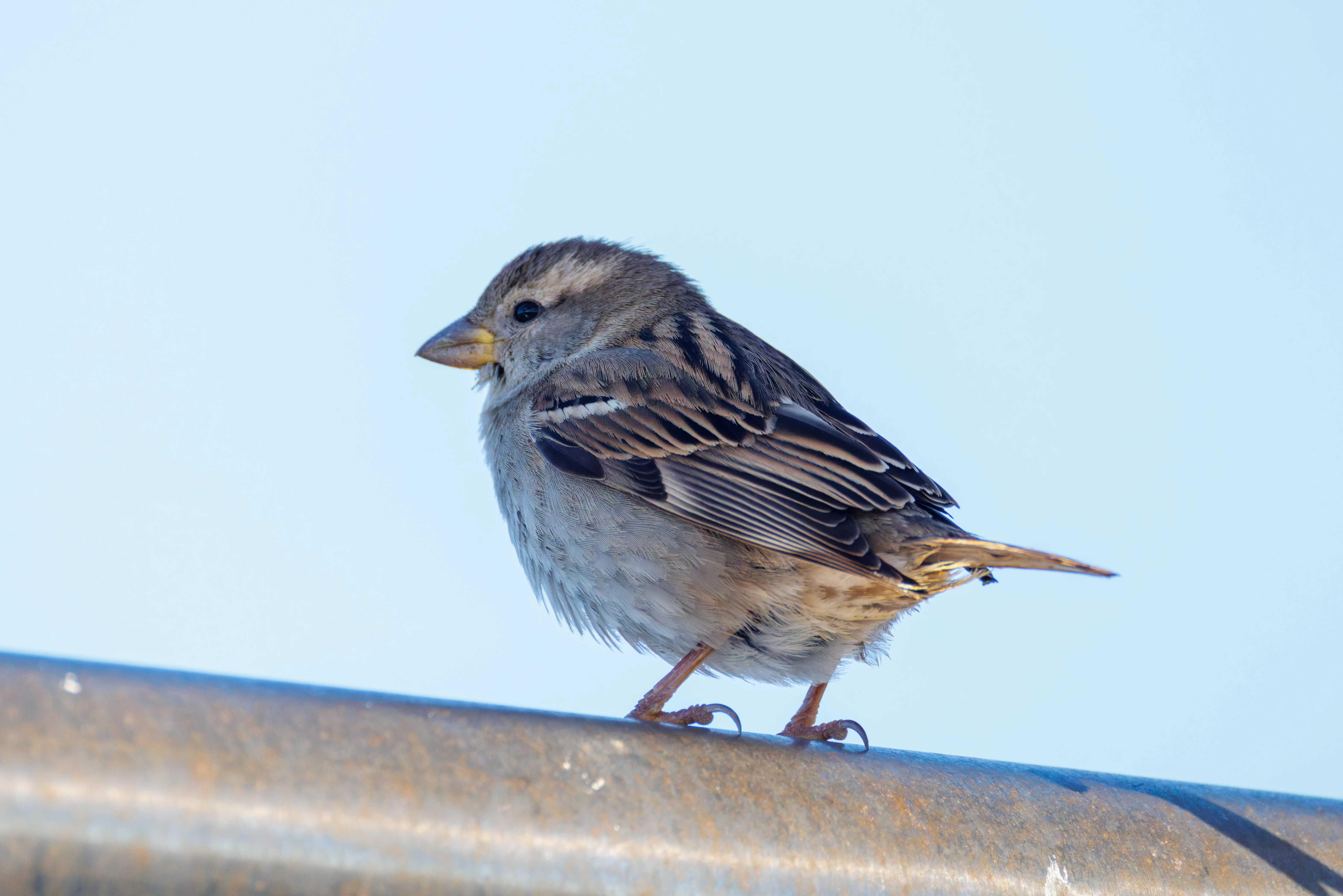 House Sparrow, Tabarca, Alicante, Spain — photo by Orlando Prugel-Bennett
