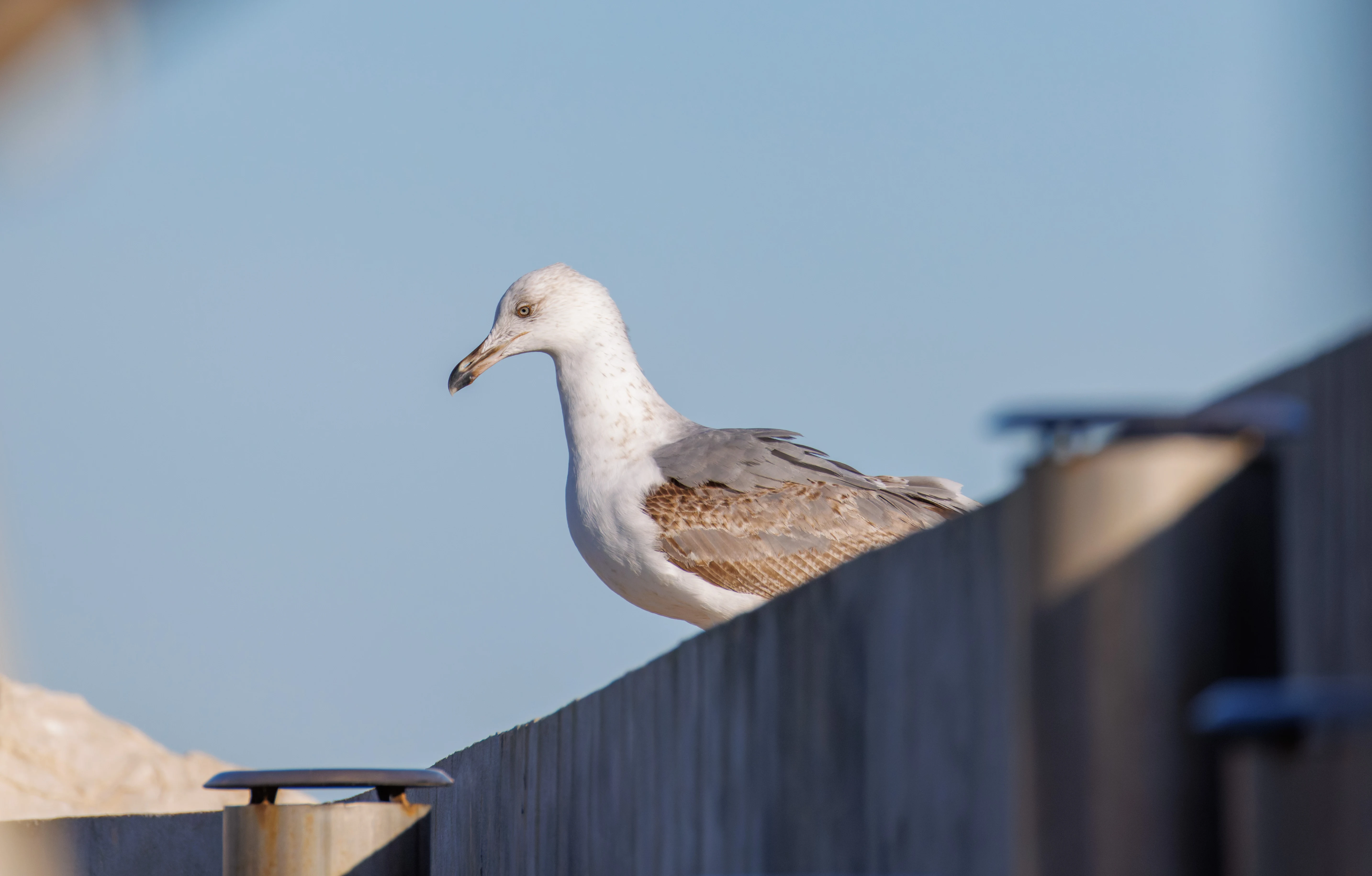 Gull, Tabarca, Alicante, Spain — photo by Orlando Prugel-Bennett