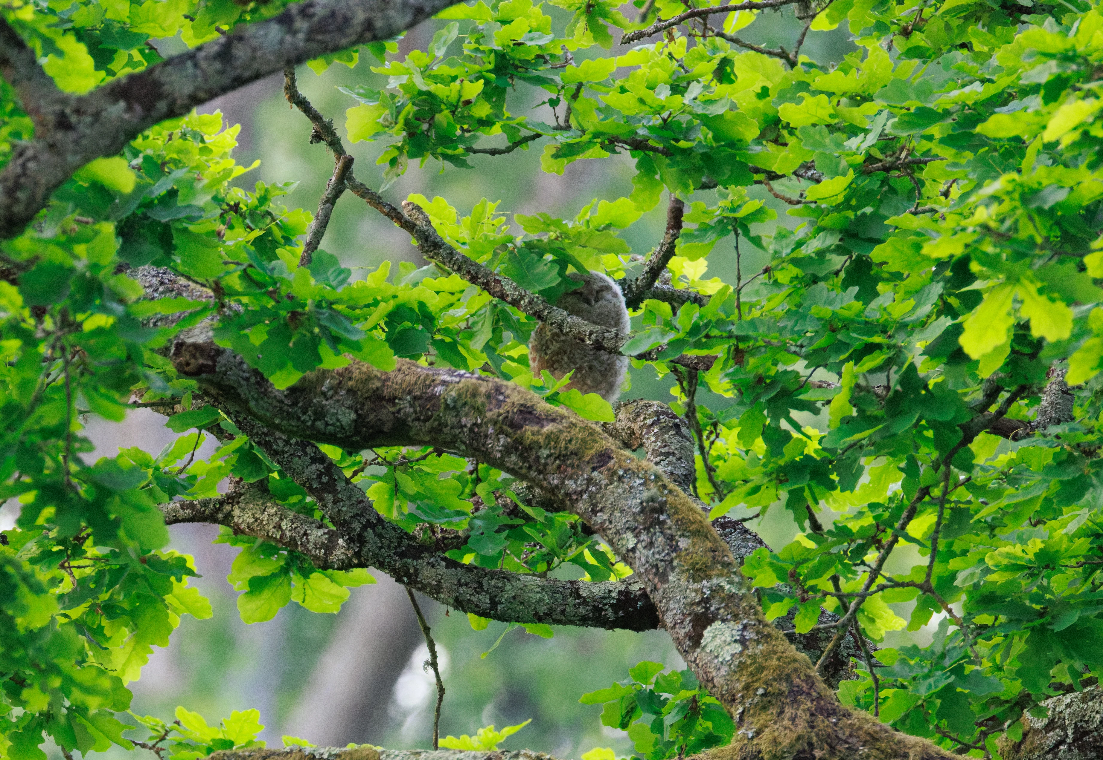 Tawny Owl, Fishlake Meadows, Hampshire, UK — photo by Orlando Prugel-Bennett