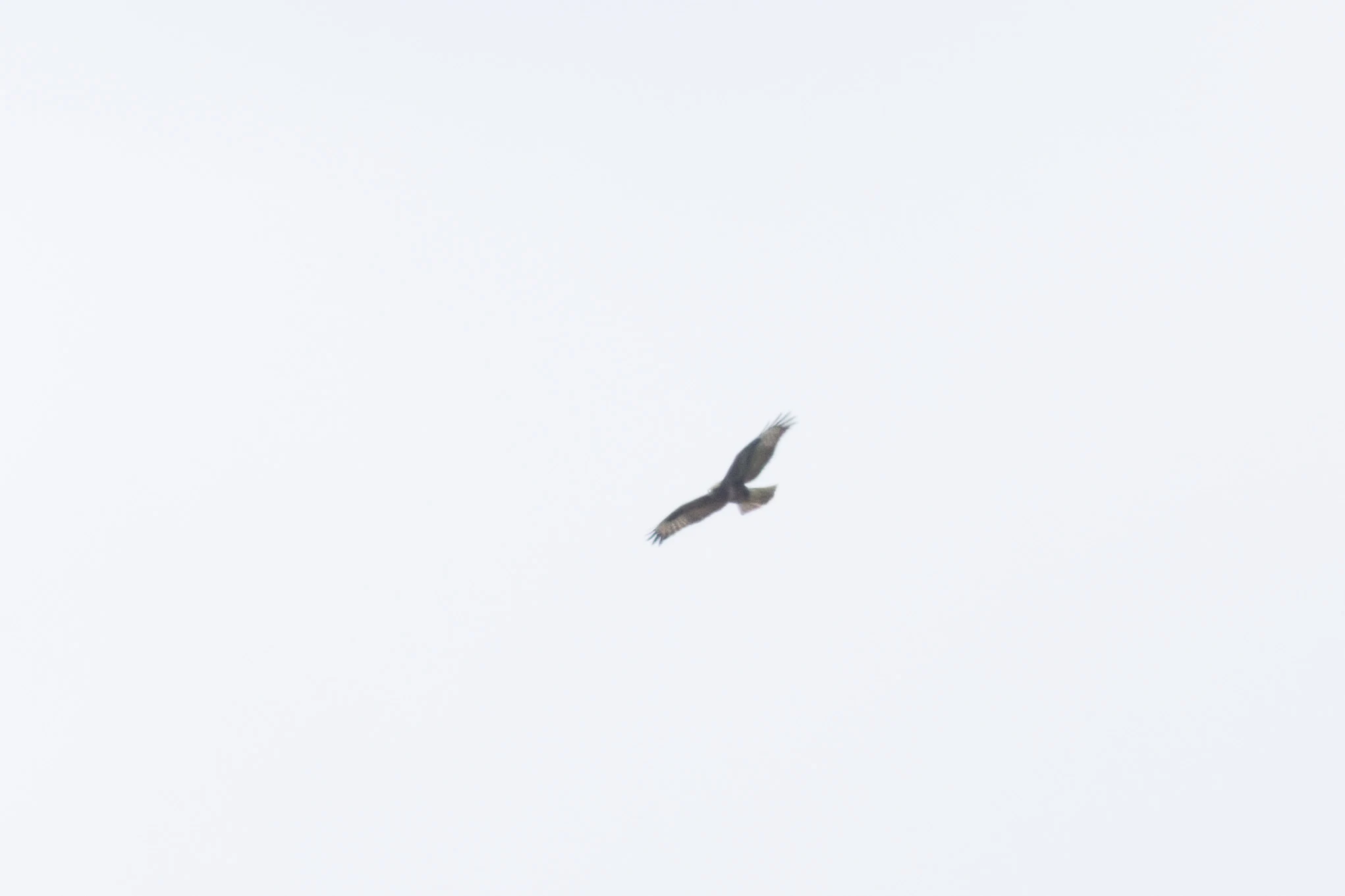 Honey Buzzard, Woolbeding Common, West Sussex, UK — photo by Orlando Prugel-Bennett