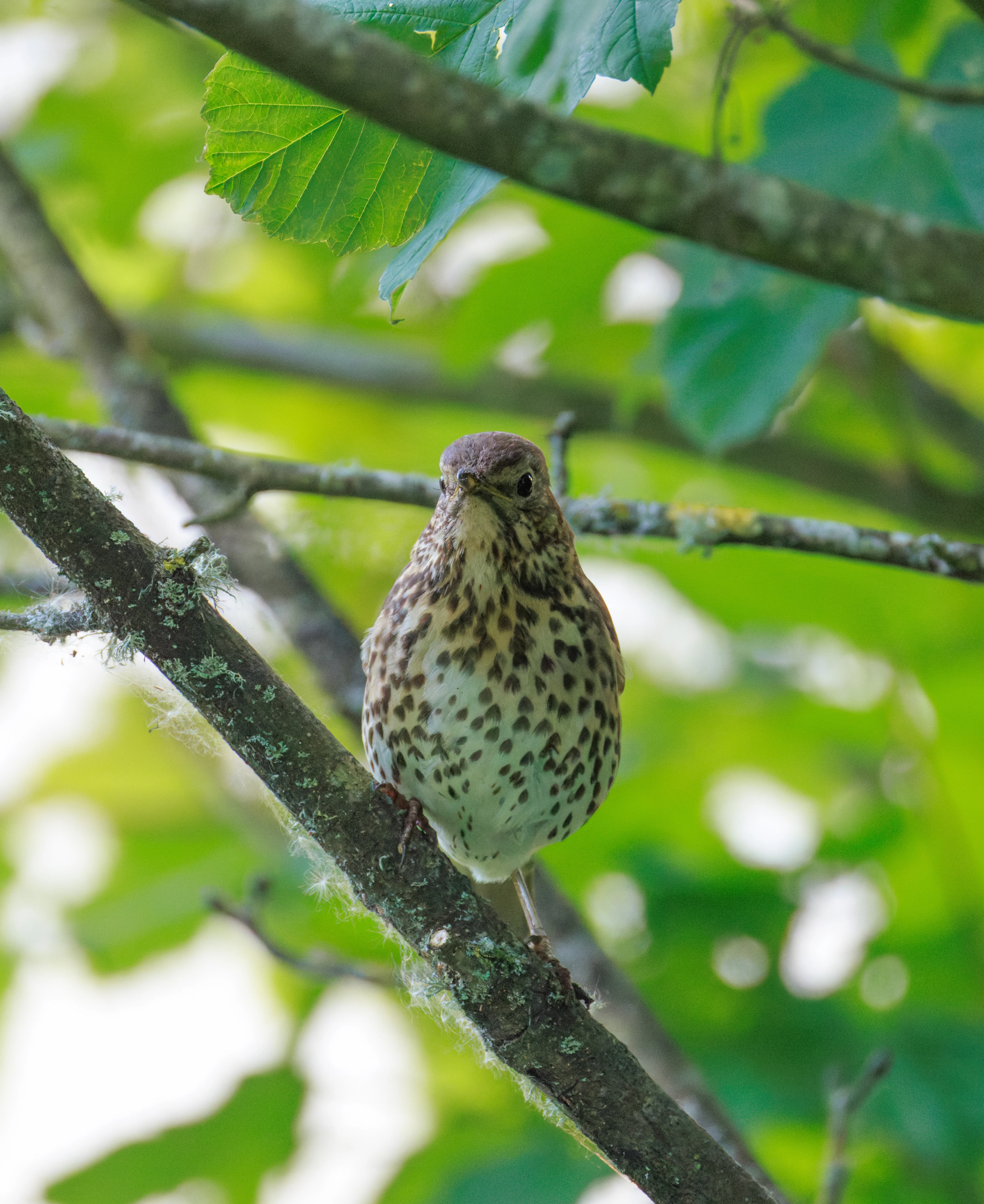 Song Thrush, Fishlake Meadows, Hampshire, UK — photo by Orlando Prugel-Bennett