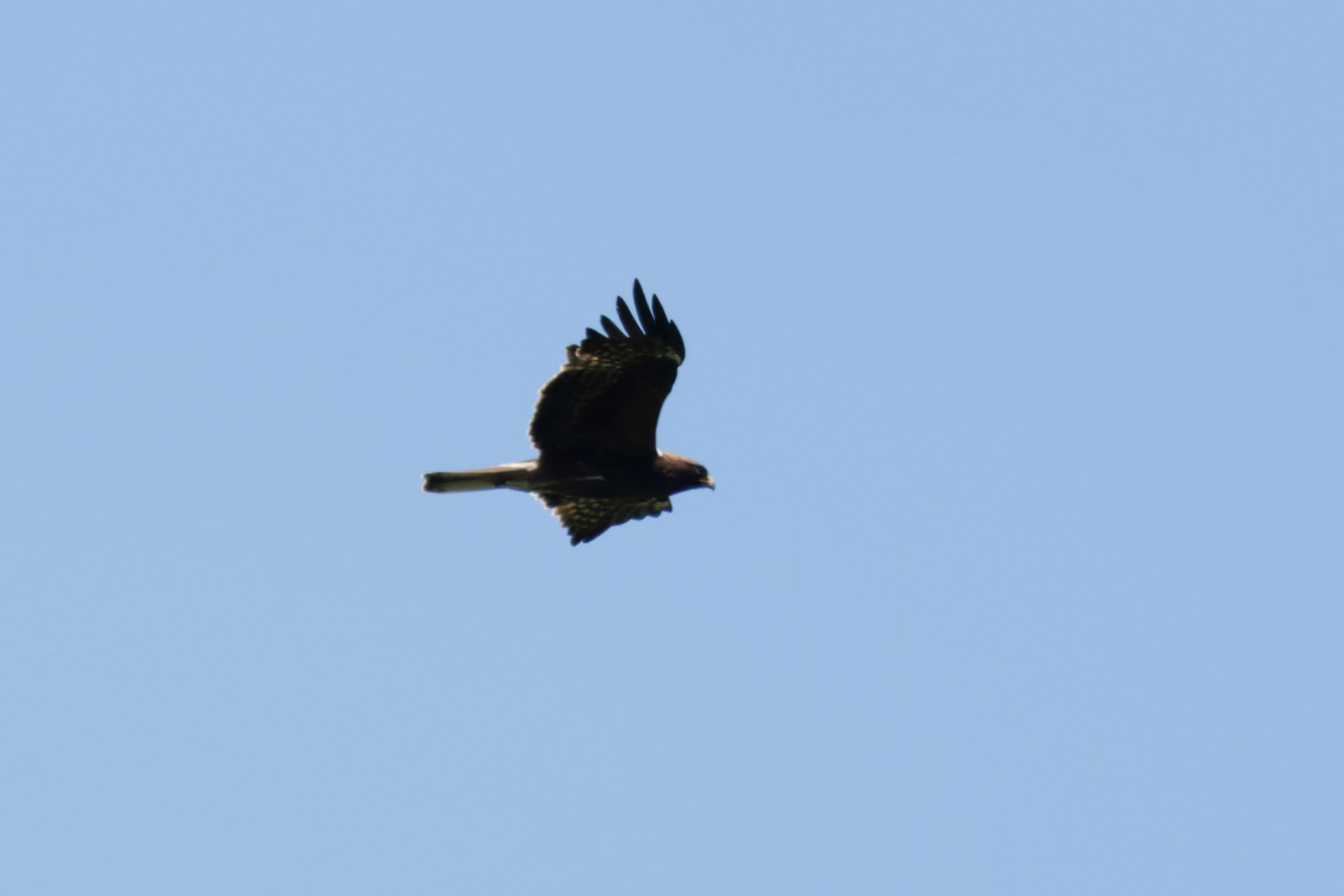 Booted Eagle (dark morph), Romanian Steppe, Romania — photo by Orlando Prugel-Bennett