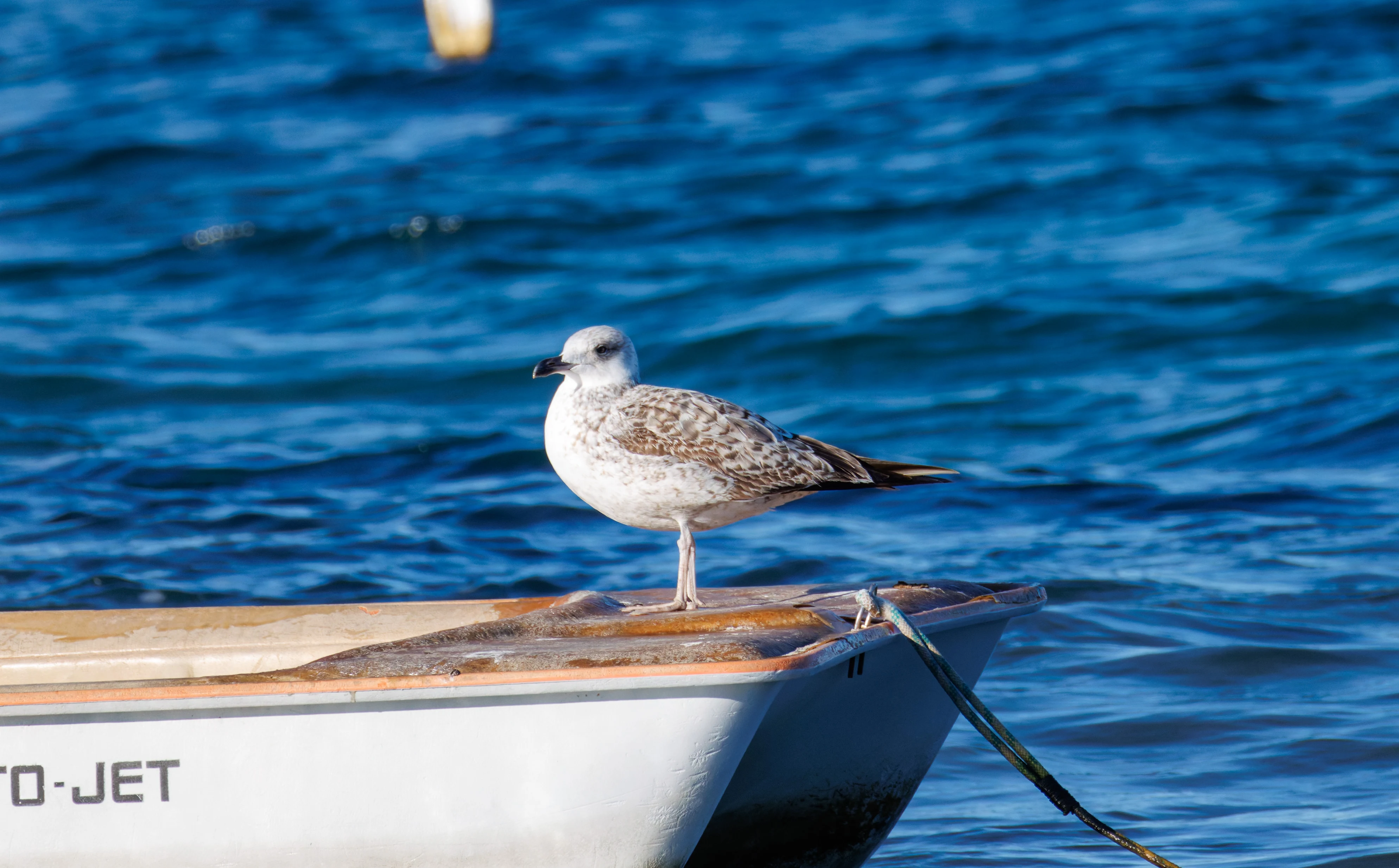 Yellow-legged Gull (juvenile), Tabarca, Alicante, Spain — photo by Orlando Prugel-Bennett
