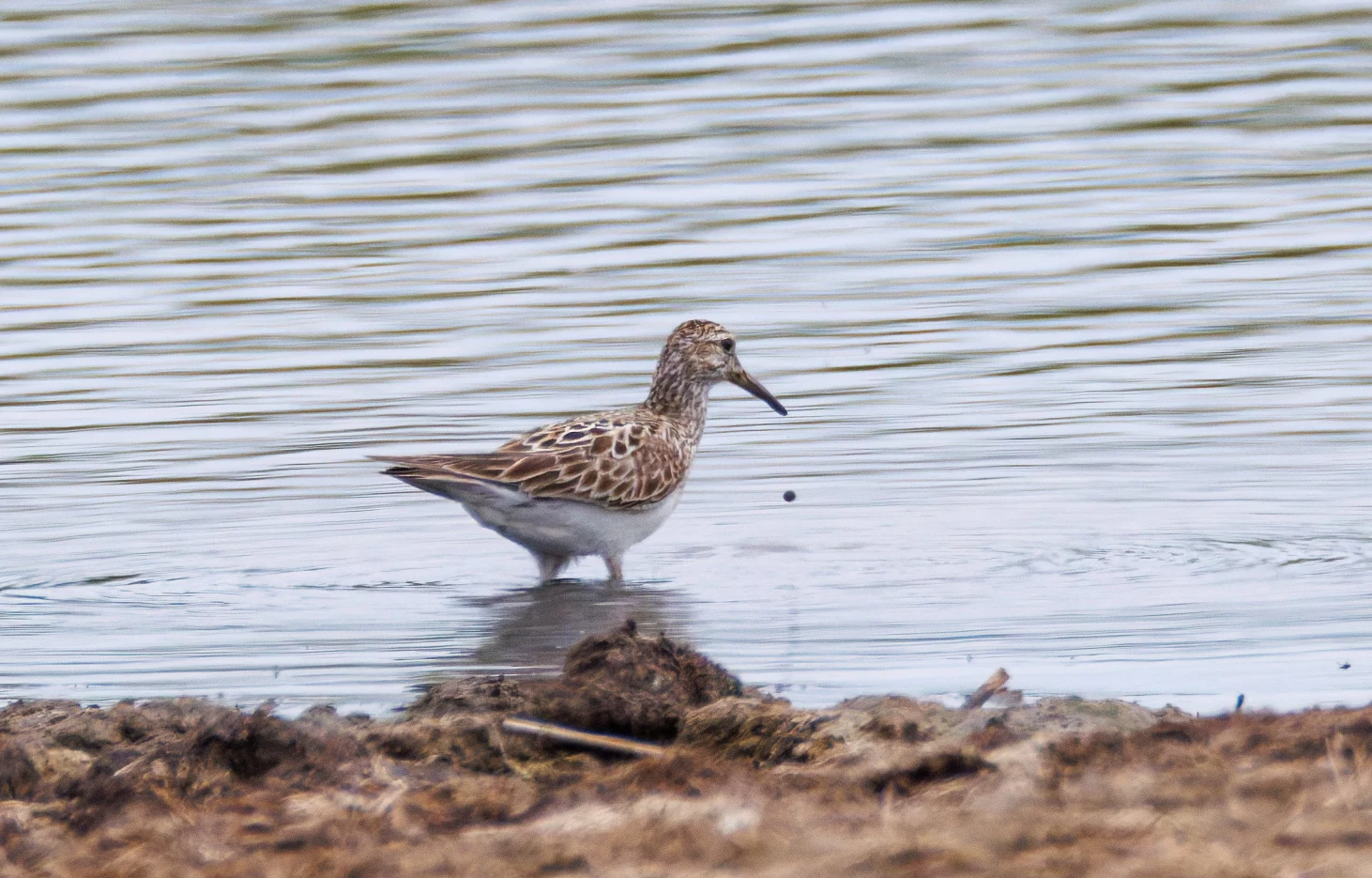 Pectoral Sandpiper, Farlington Marshes, Portsmouth, Hampshire, UK — photo by Orlando Prugel-Bennett