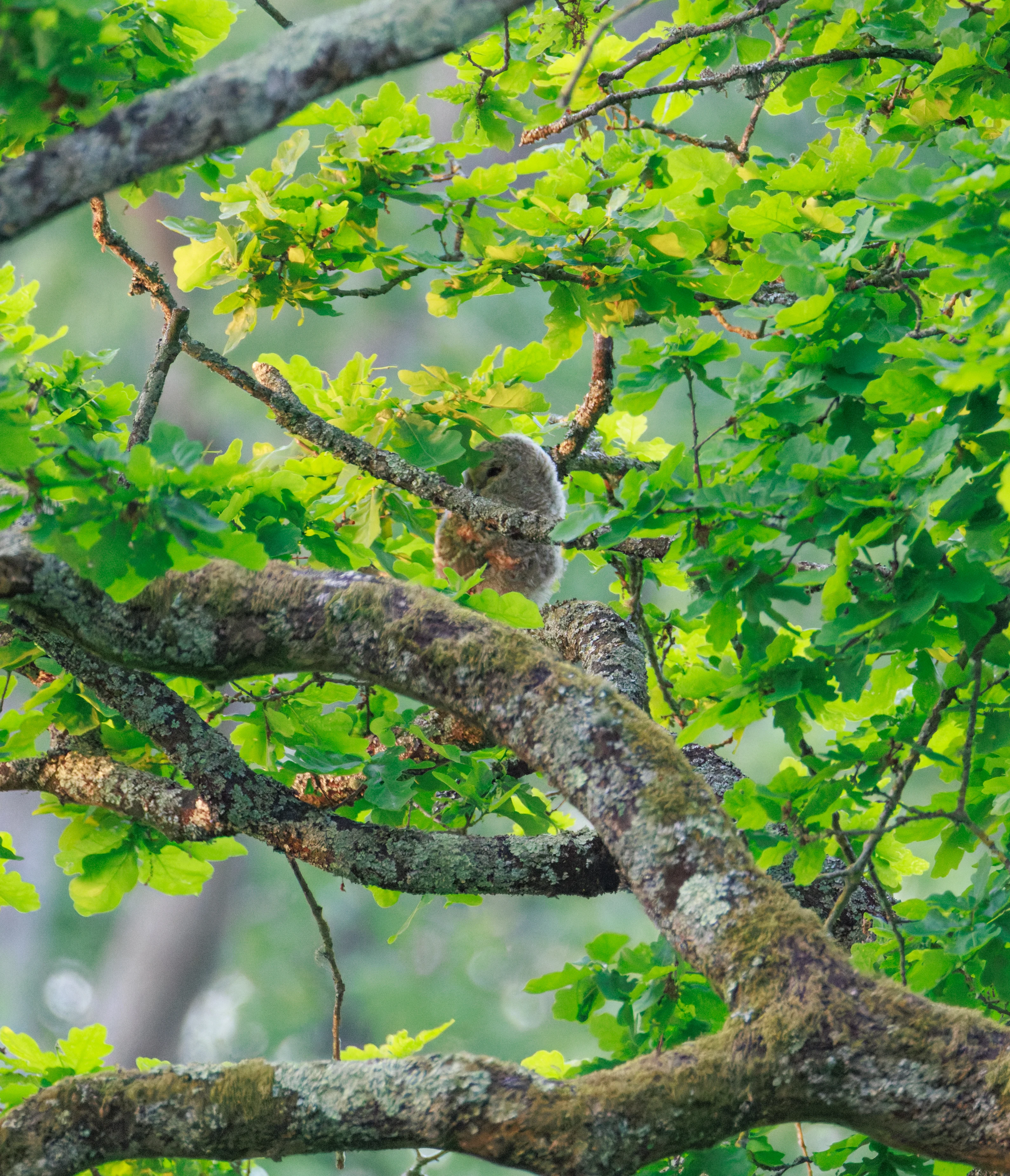 Tawny Owl chick, Fishlake Meadows, Hampshire, UK — photo by Orlando Prugel-Bennett