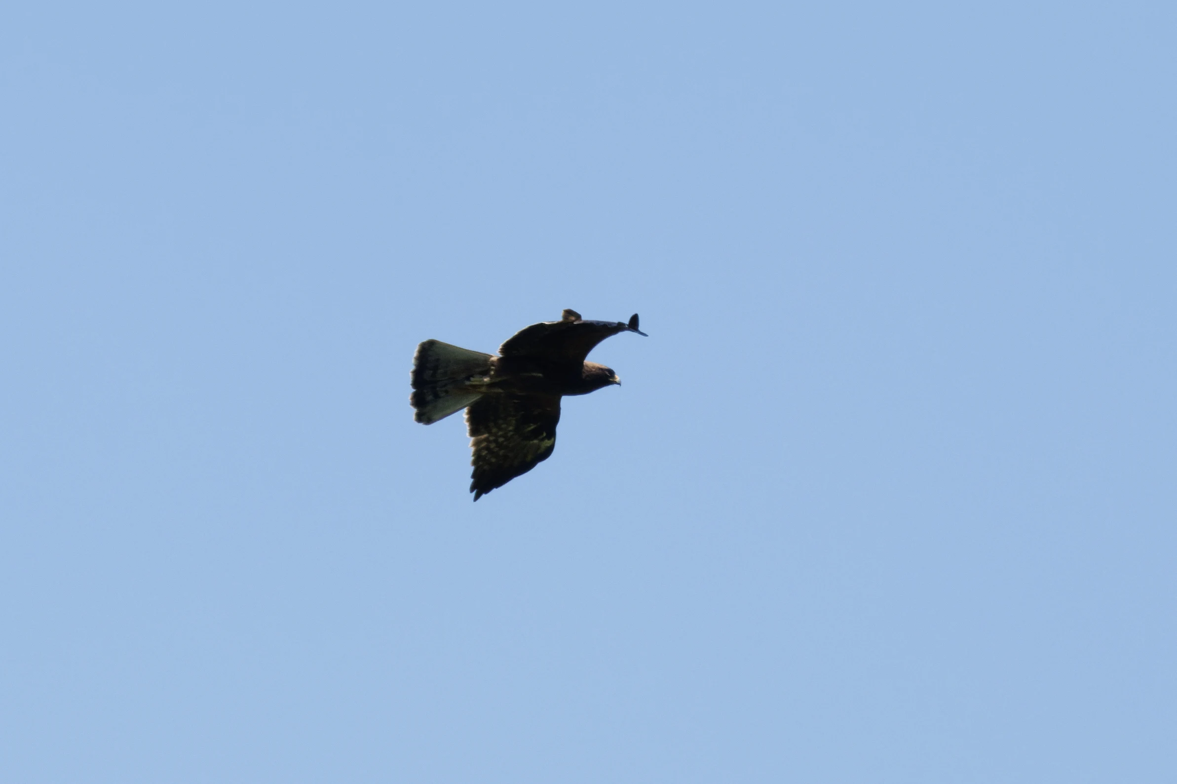 Booted Eagle (dark morph), Romanian Steppe, Romania — photo by Orlando Prugel-Bennett