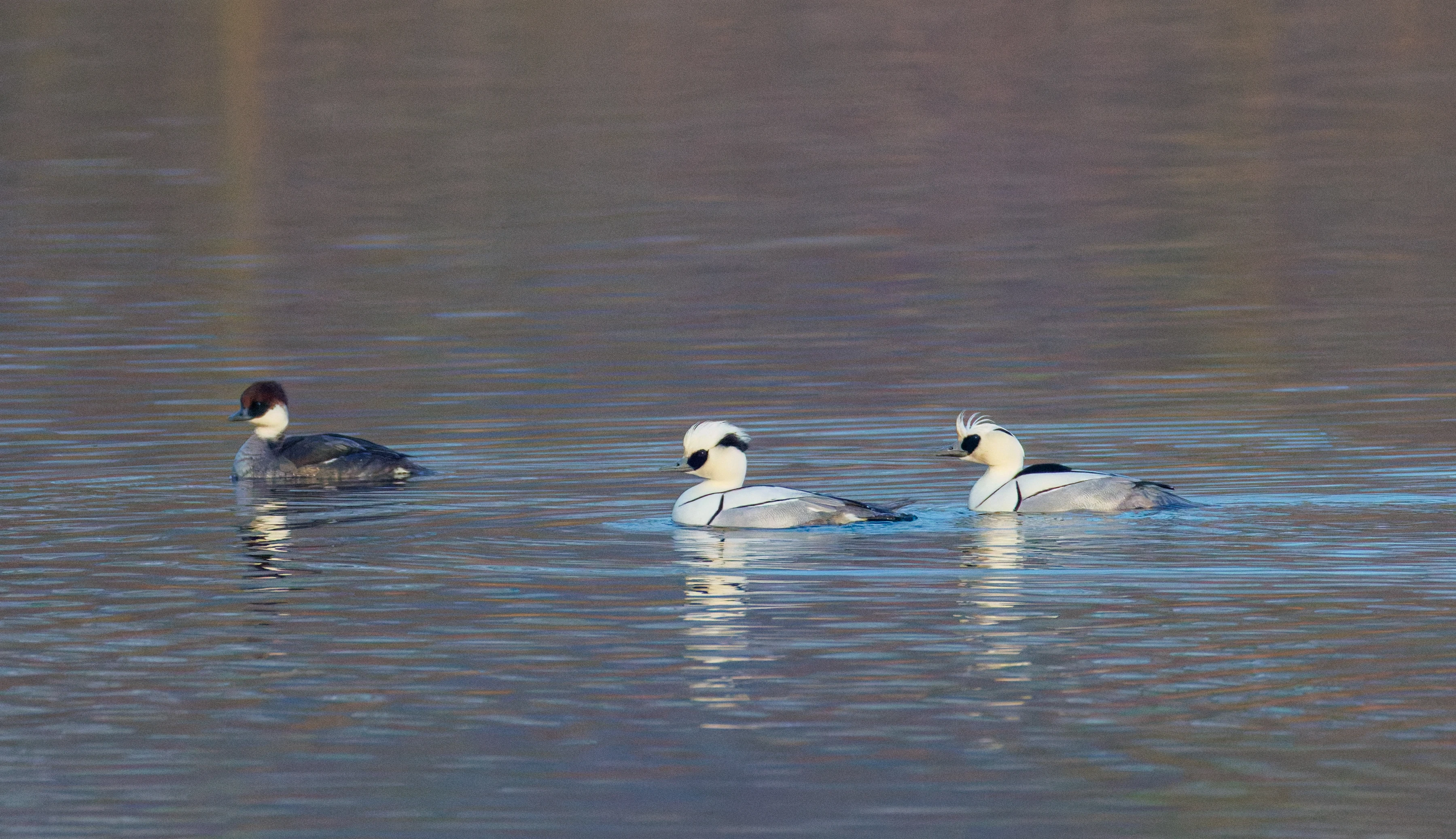 Smew, Flevoland, Netherlands — photo by Orlando Prugel-Bennett