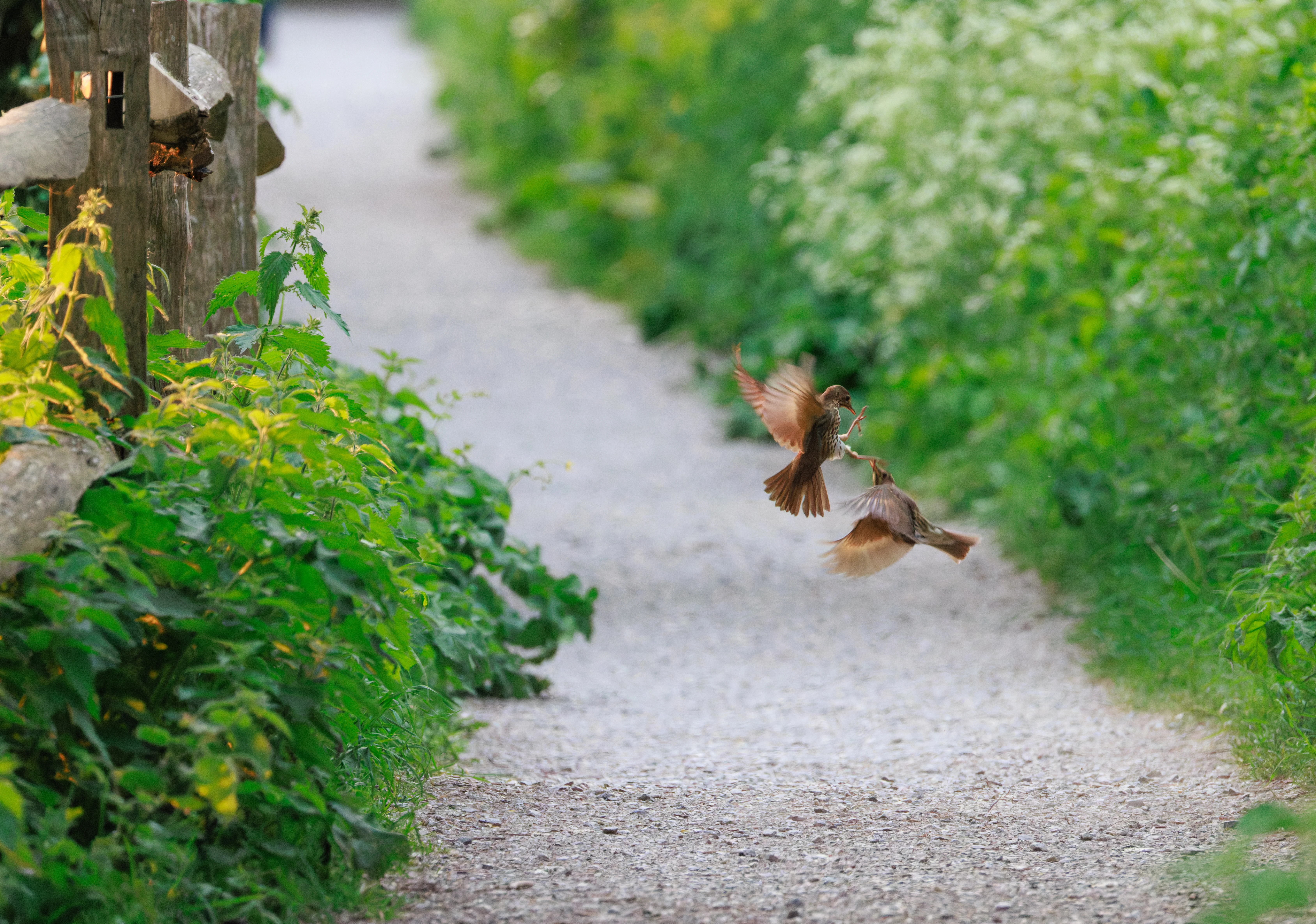 Song Thrushes, Fishlake Meadows, Hampshire, UK — photo by Orlando Prugel-Bennett