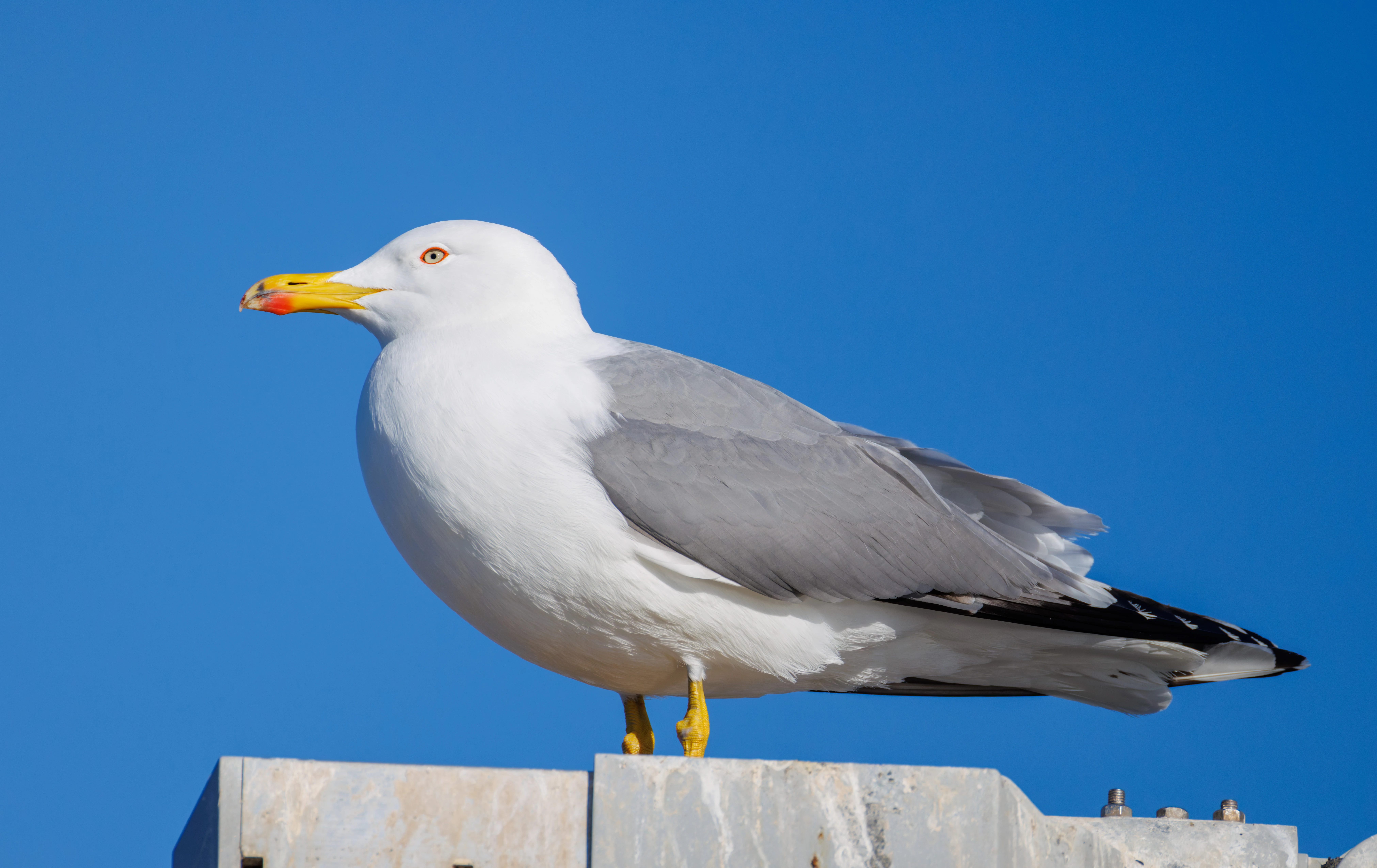 Yellow-legged Gull, Tabarca, Alicante, Spain — photo by Orlando Prugel-Bennett