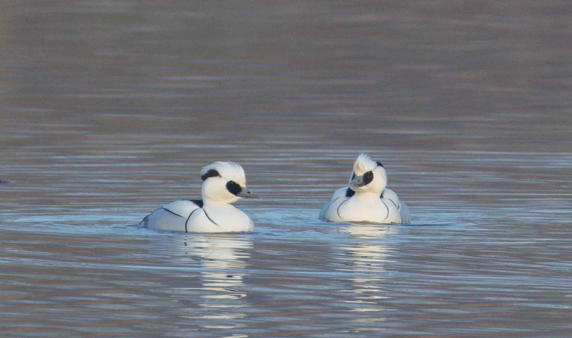 Smew, Flevoland, Netherlands — photo by Orlando Prugel-Bennett