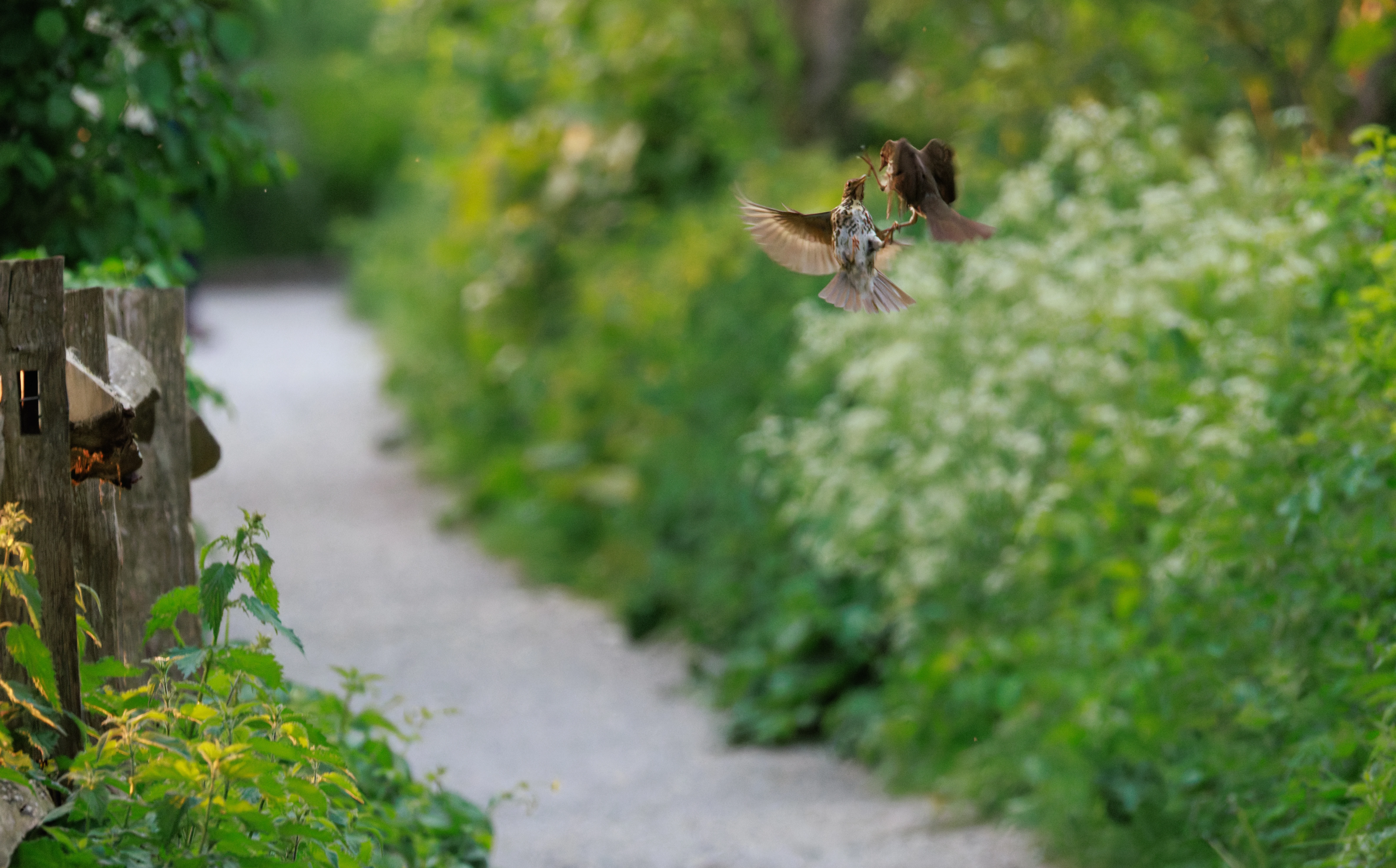 Song Thrushes, Fishlake Meadows, Hampshire, UK — photo by Orlando Prugel-Bennett