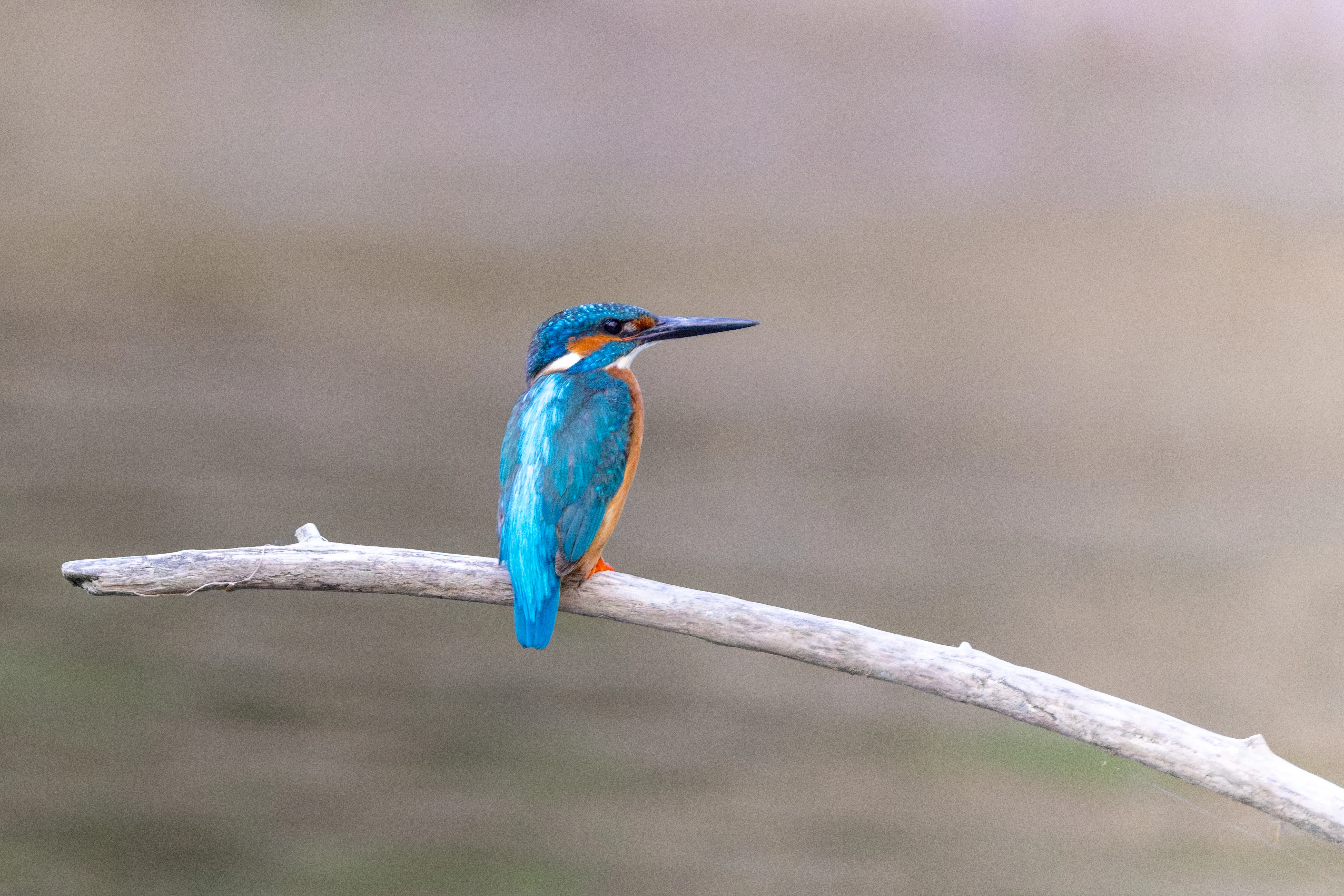 Common Kingfisher, Danube Delta, Romania — photo by Orlando Prugel-Bennett