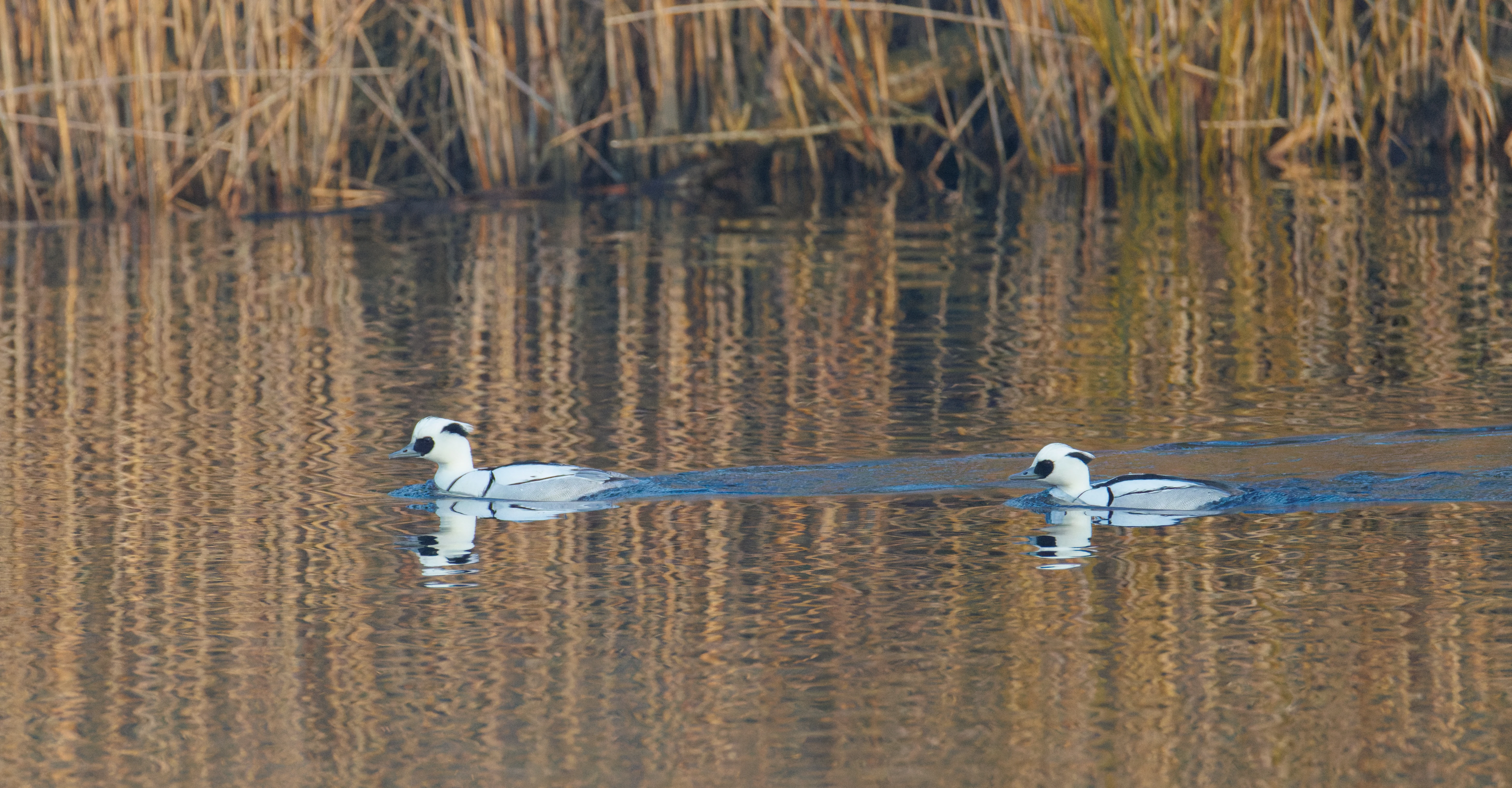Smew, Flevoland, Netherlands — photo by Orlando Prugel-Bennett