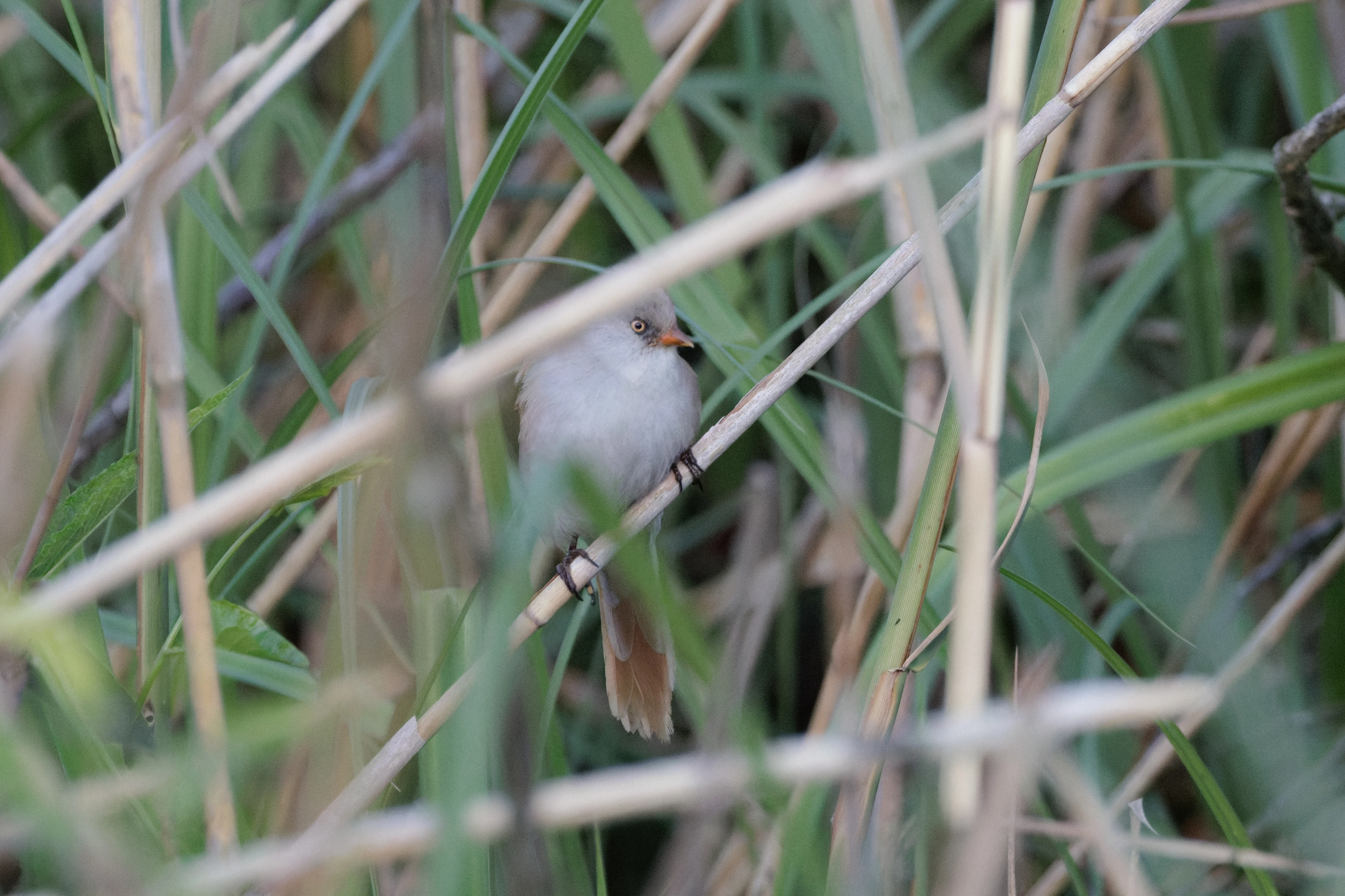 Bearded Reedling, Danube Delta, Romania — photo by Orlando Prugel-Bennett