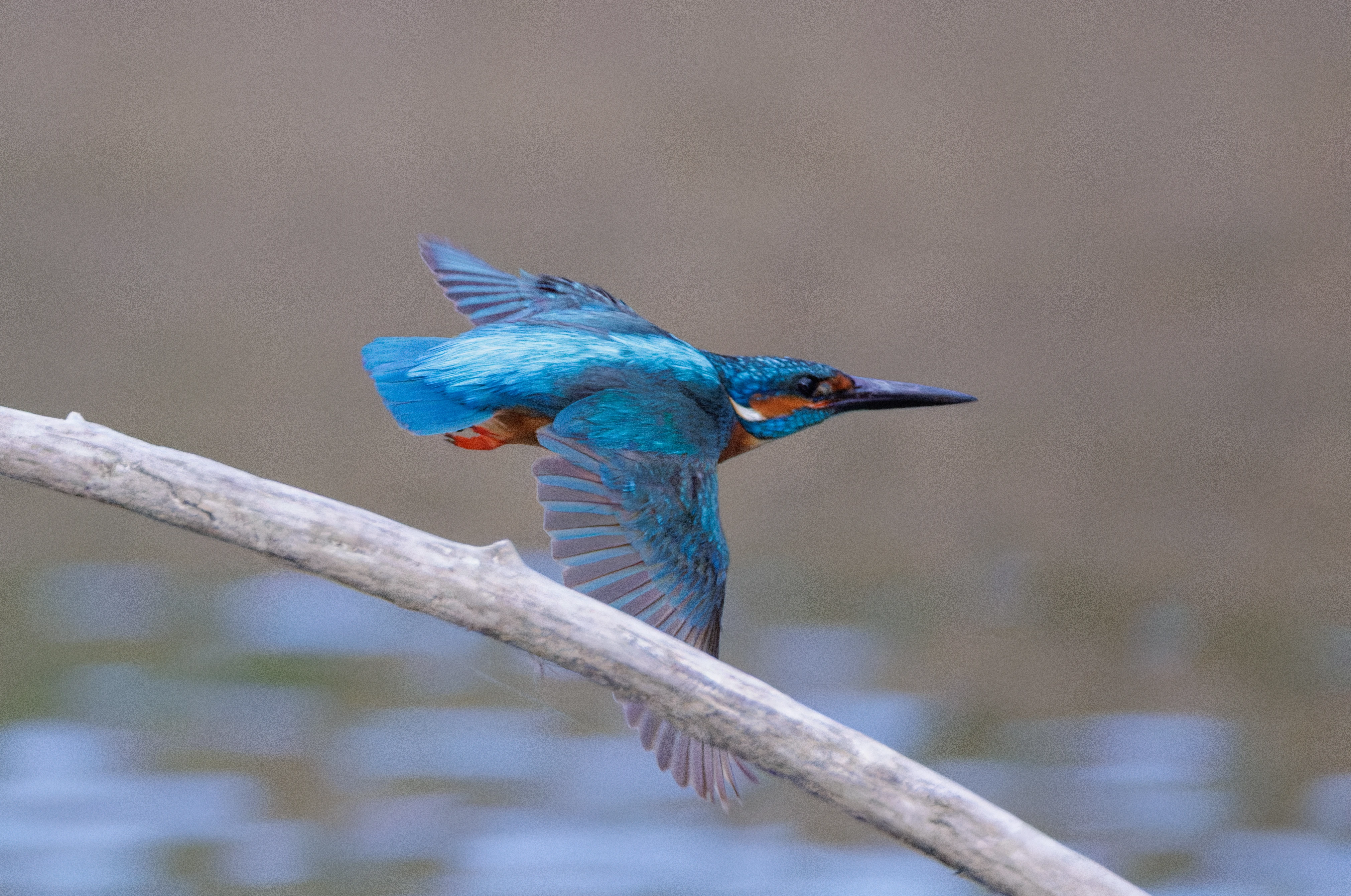 Common Kingfisher, Danube Delta, Romania — photo by Orlando Prugel-Bennett