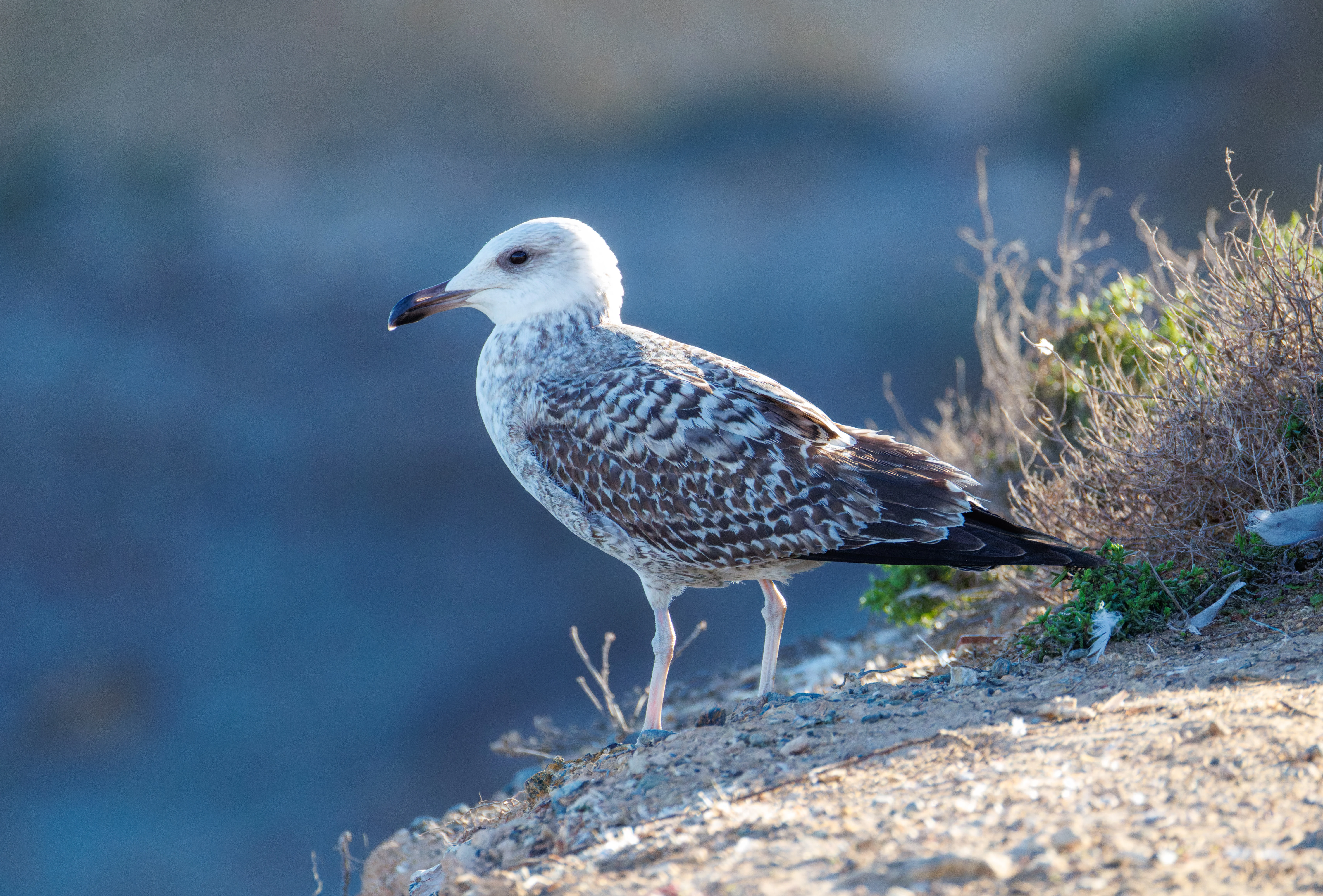 Gull, Tabarca, Alicante, Spain — photo by Orlando Prugel-Bennett