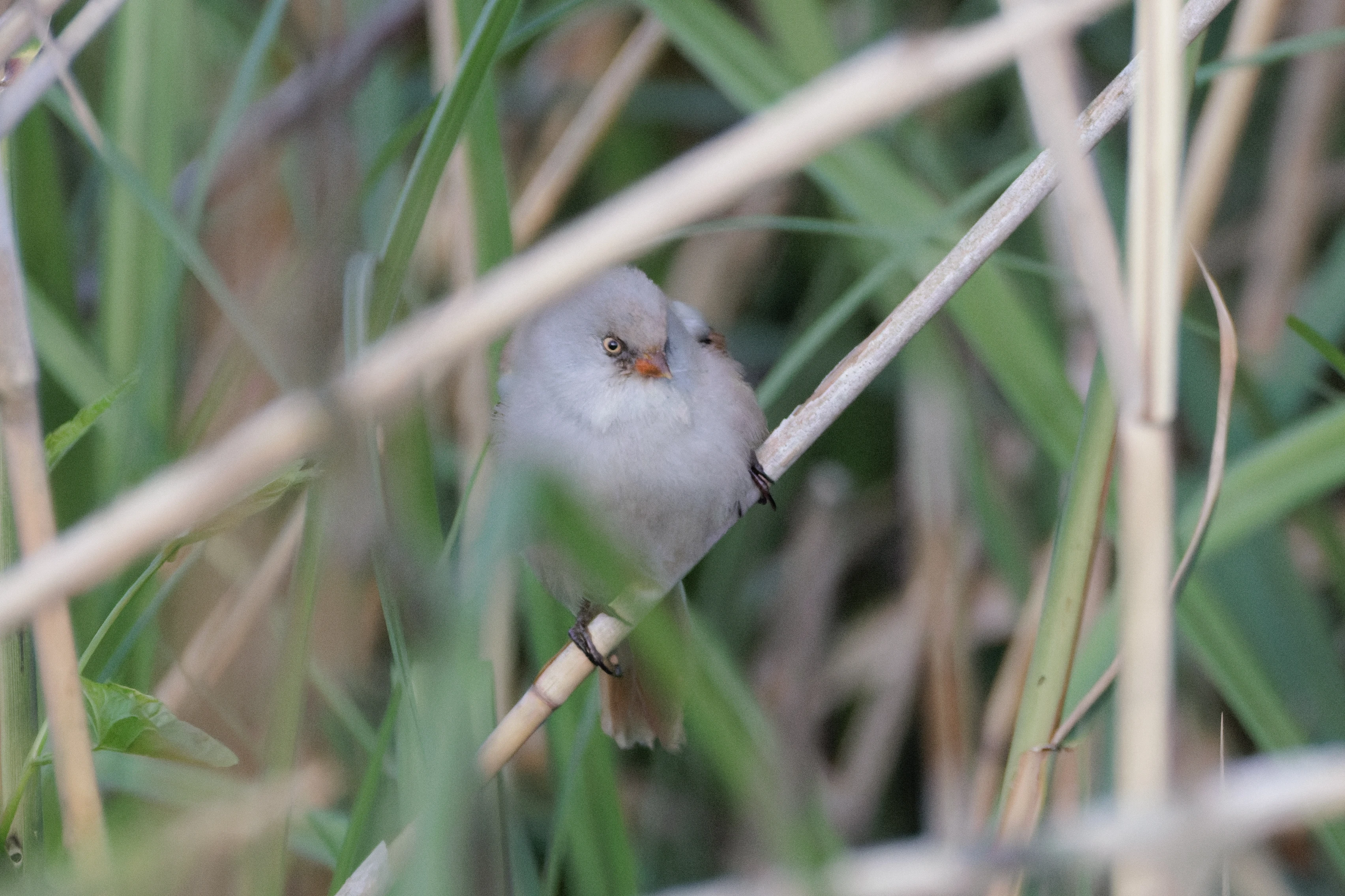 Bearded Reedling, Danube Delta, Romania — photo by Orlando Prugel-Bennett