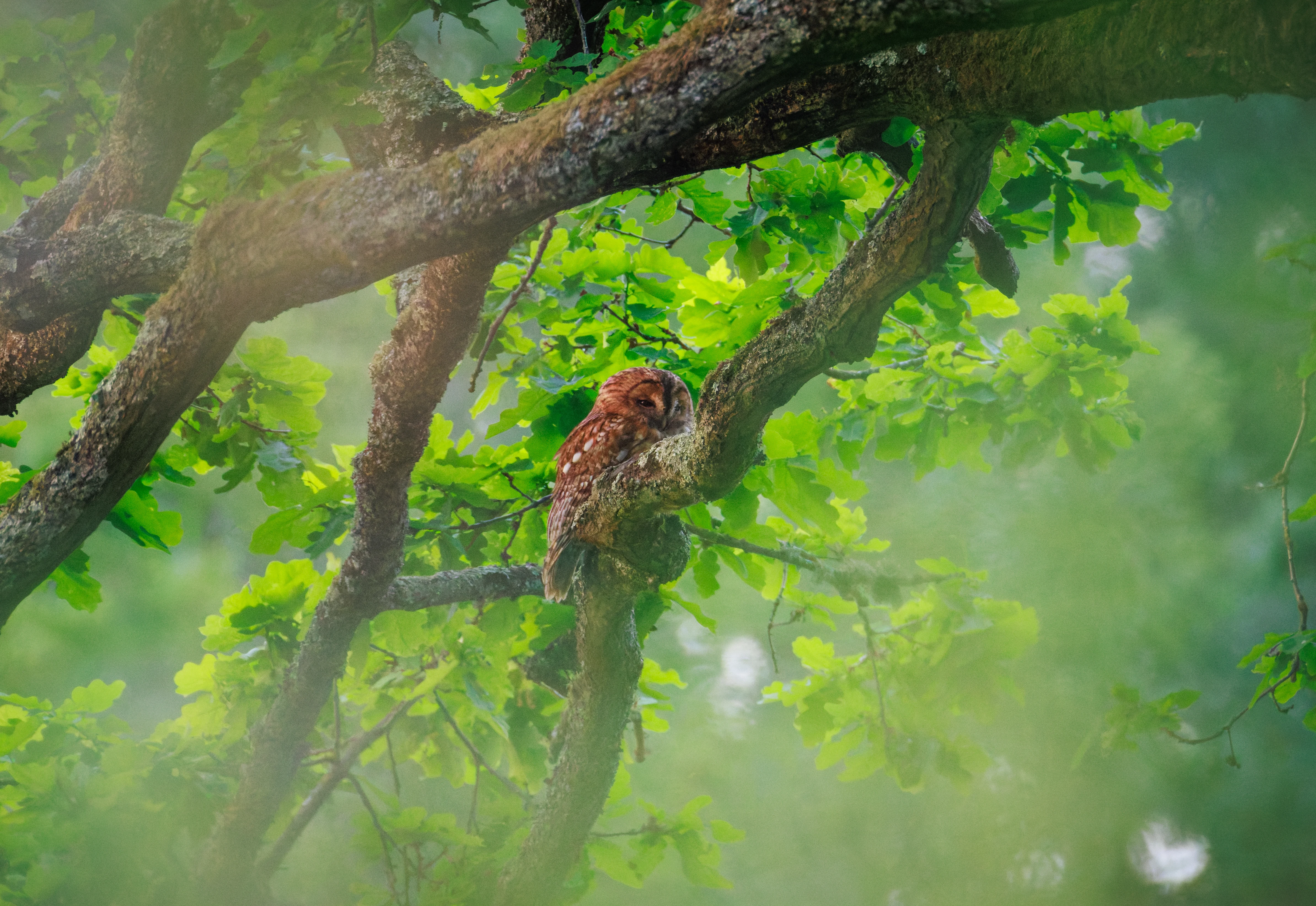 Tawny Owl, Fishlake Meadows, Hampshire, UK — photo by Orlando Prugel-Bennett