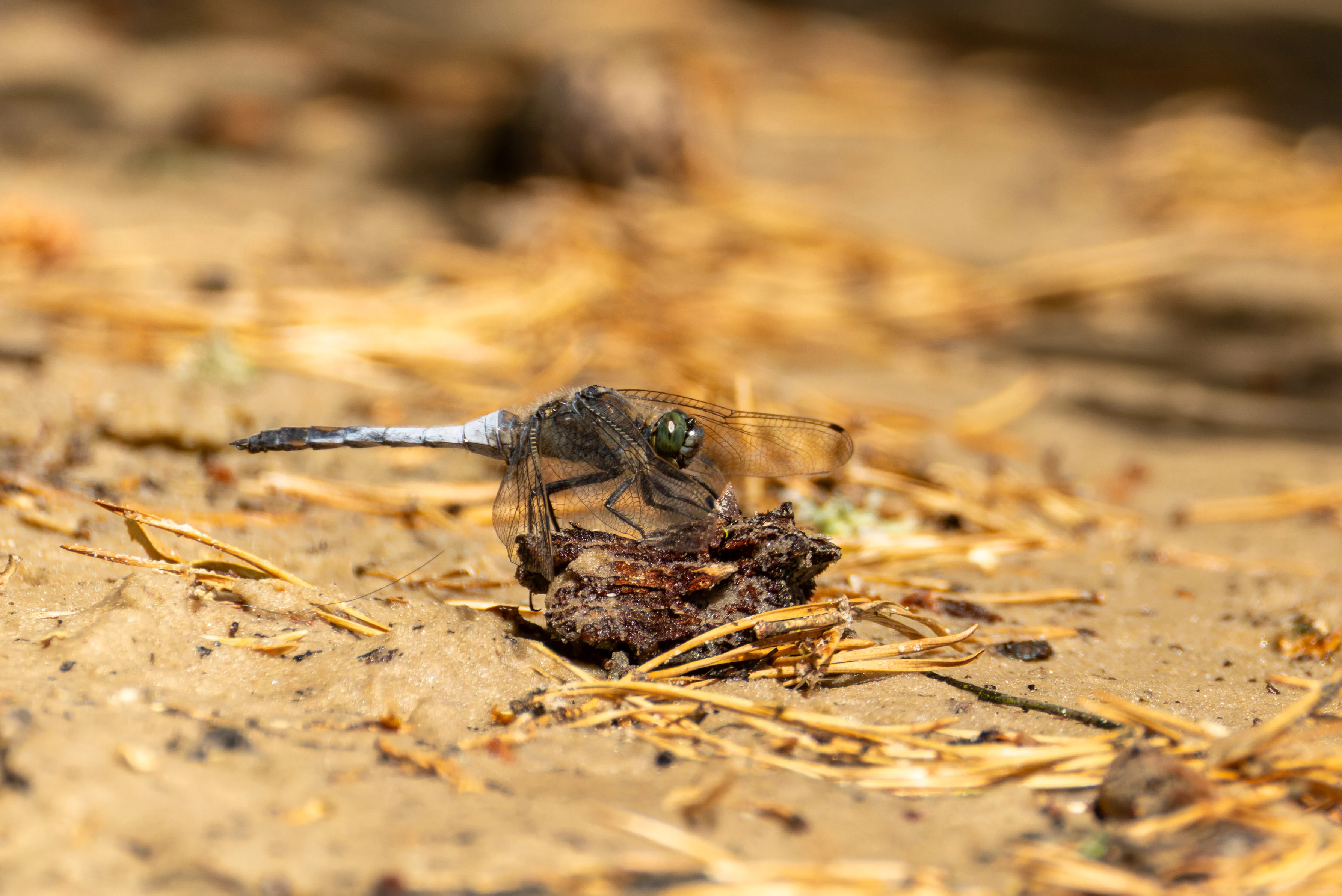 Black-tailed Skimmer, West Sussex, UK — photo by Orlando Prugel-Bennett
