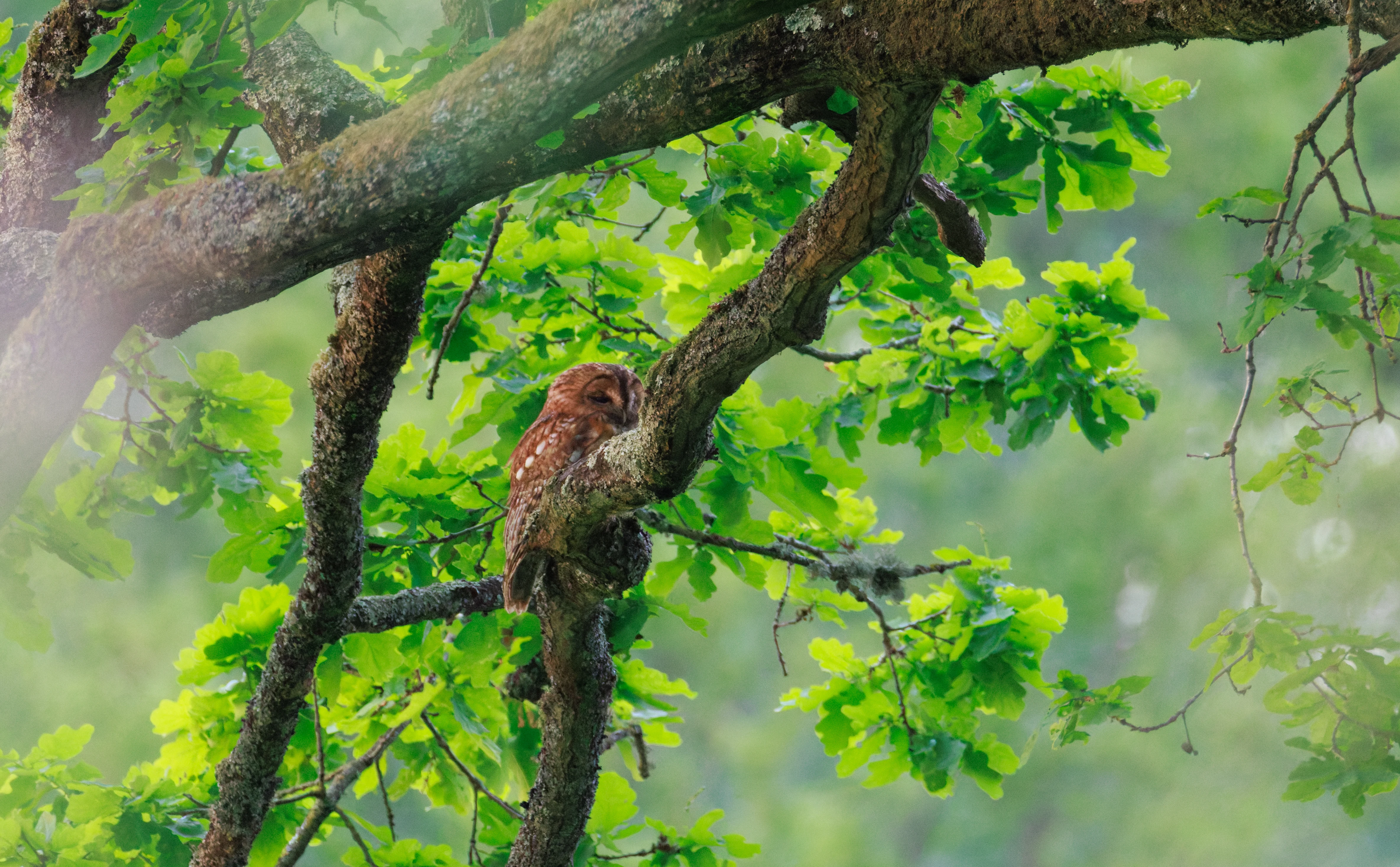 Tawny Owl, Fishlake Meadows, Hampshire, UK — photo by Orlando Prugel-Bennett