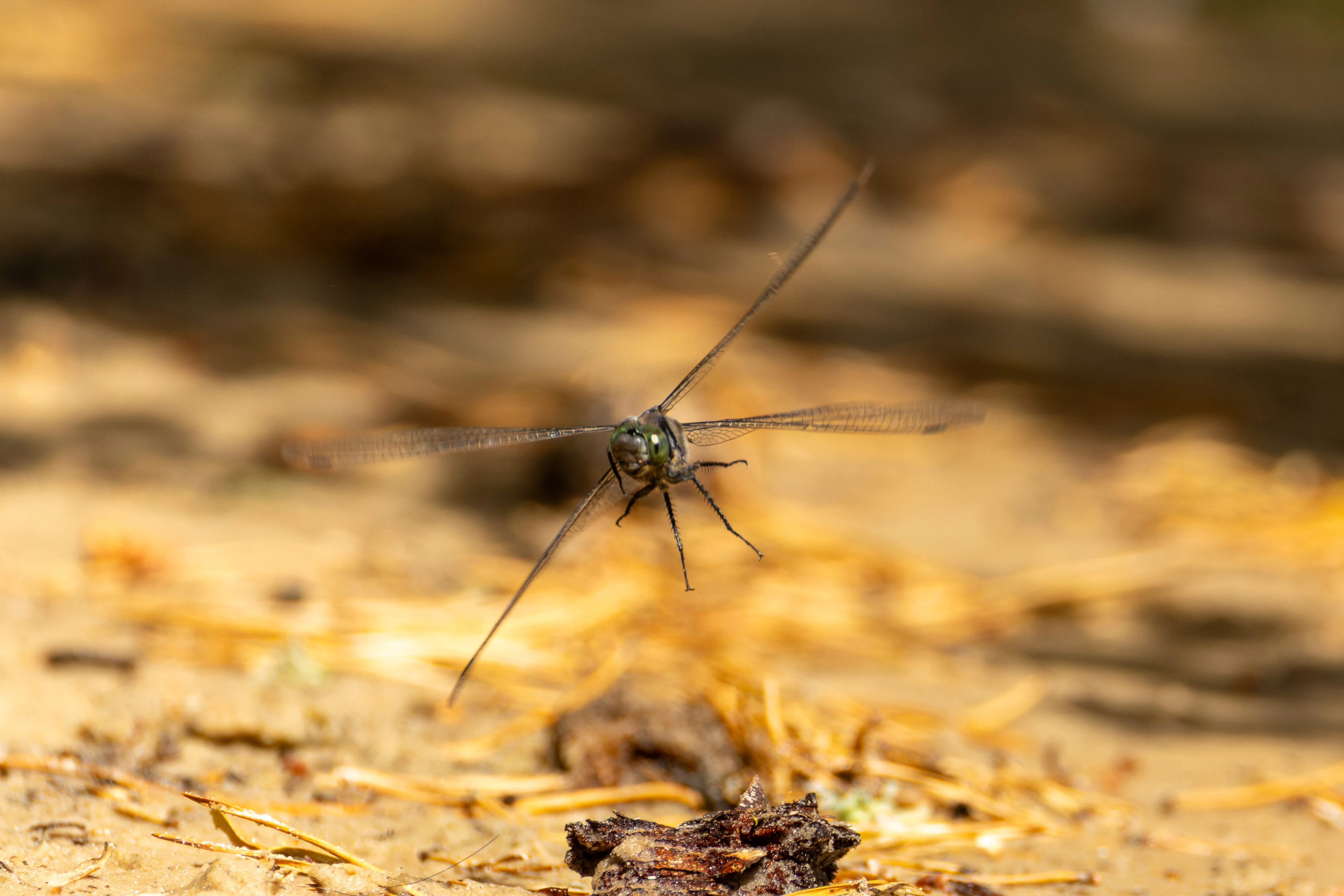 Dragonfly, West Sussex, UK — photo by Orlando Prugel-Bennett