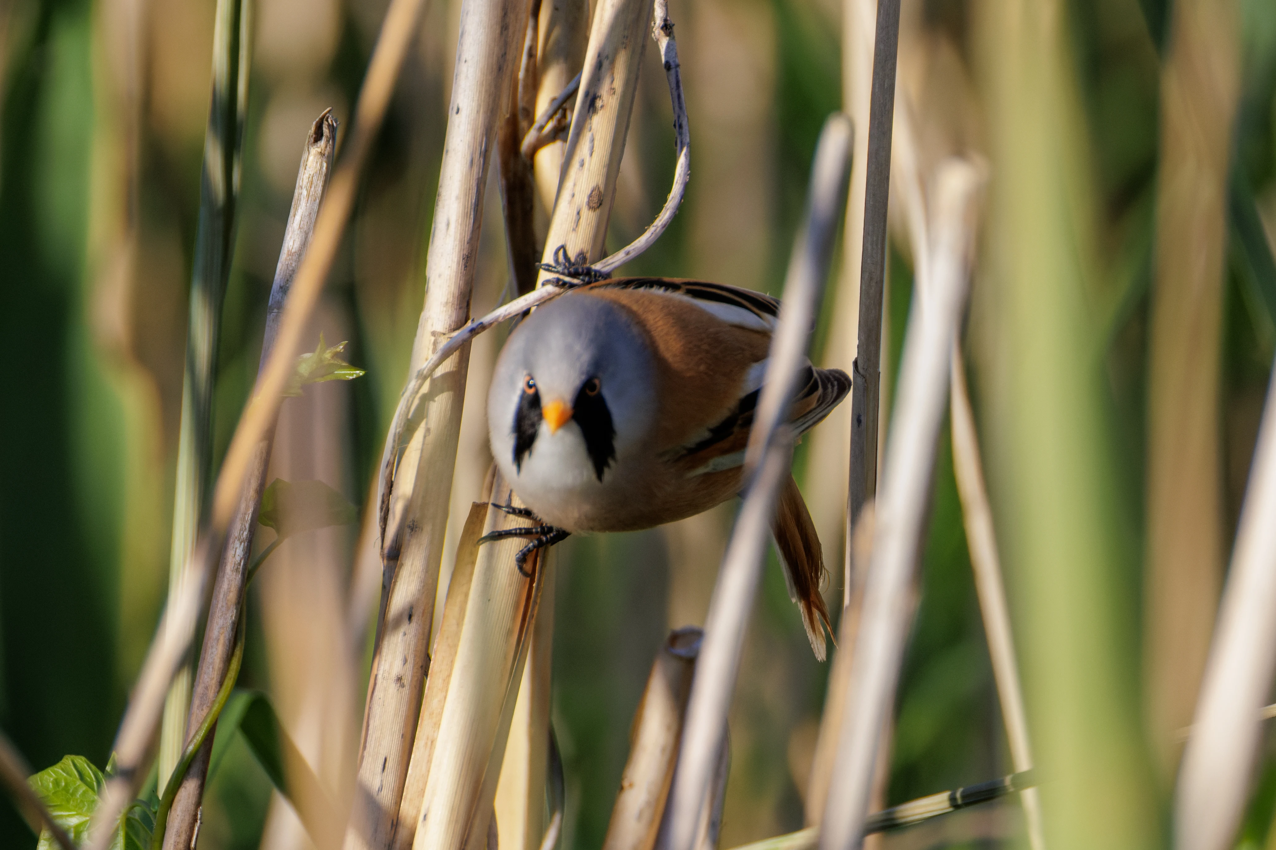 Bearded Reedling, Danube Delta, Romania — photo by Orlando Prugel-Bennett