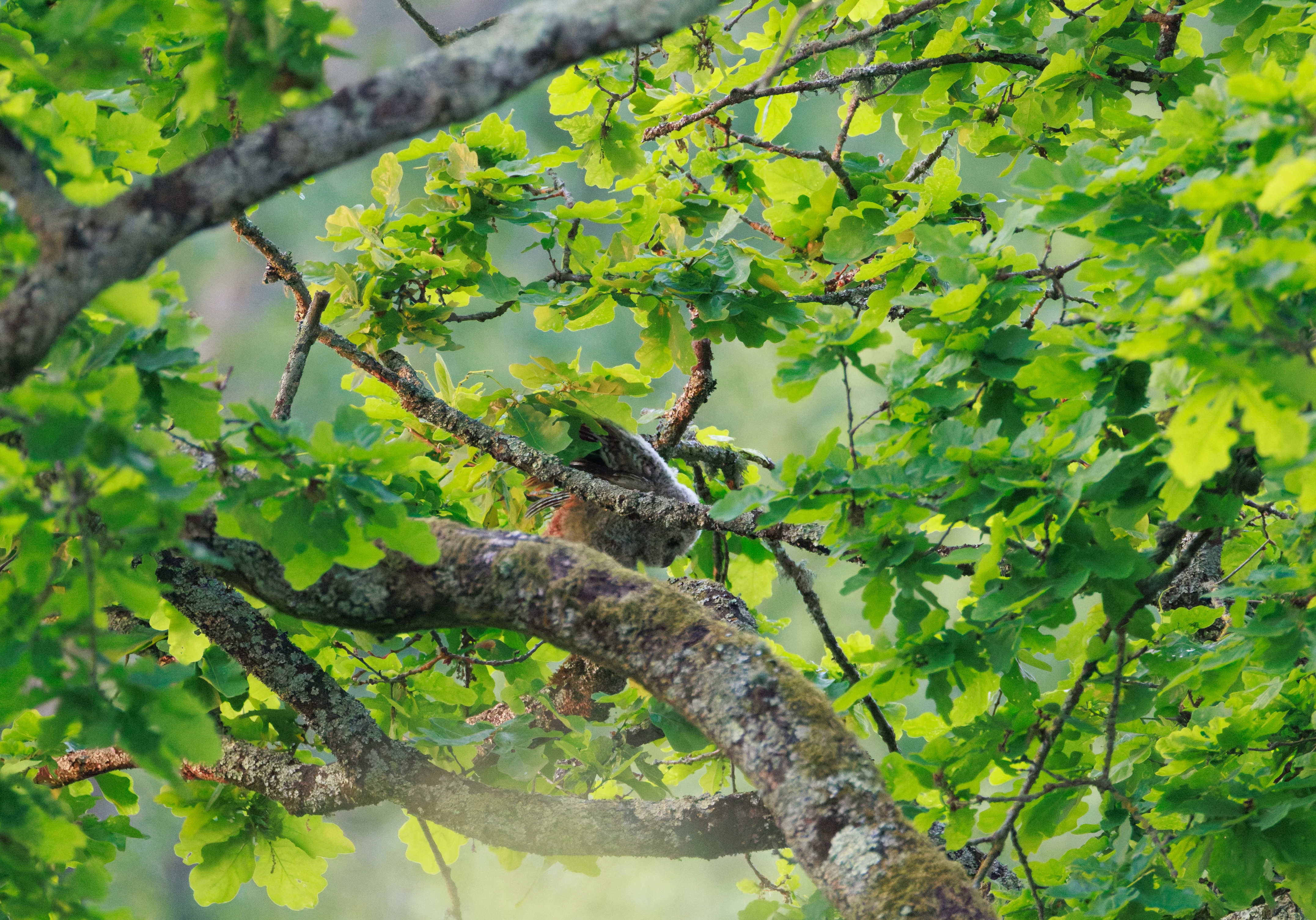 Tawny Owl, Fishlake Meadows, Hampshire, UK — photo by Orlando Prugel-Bennett
