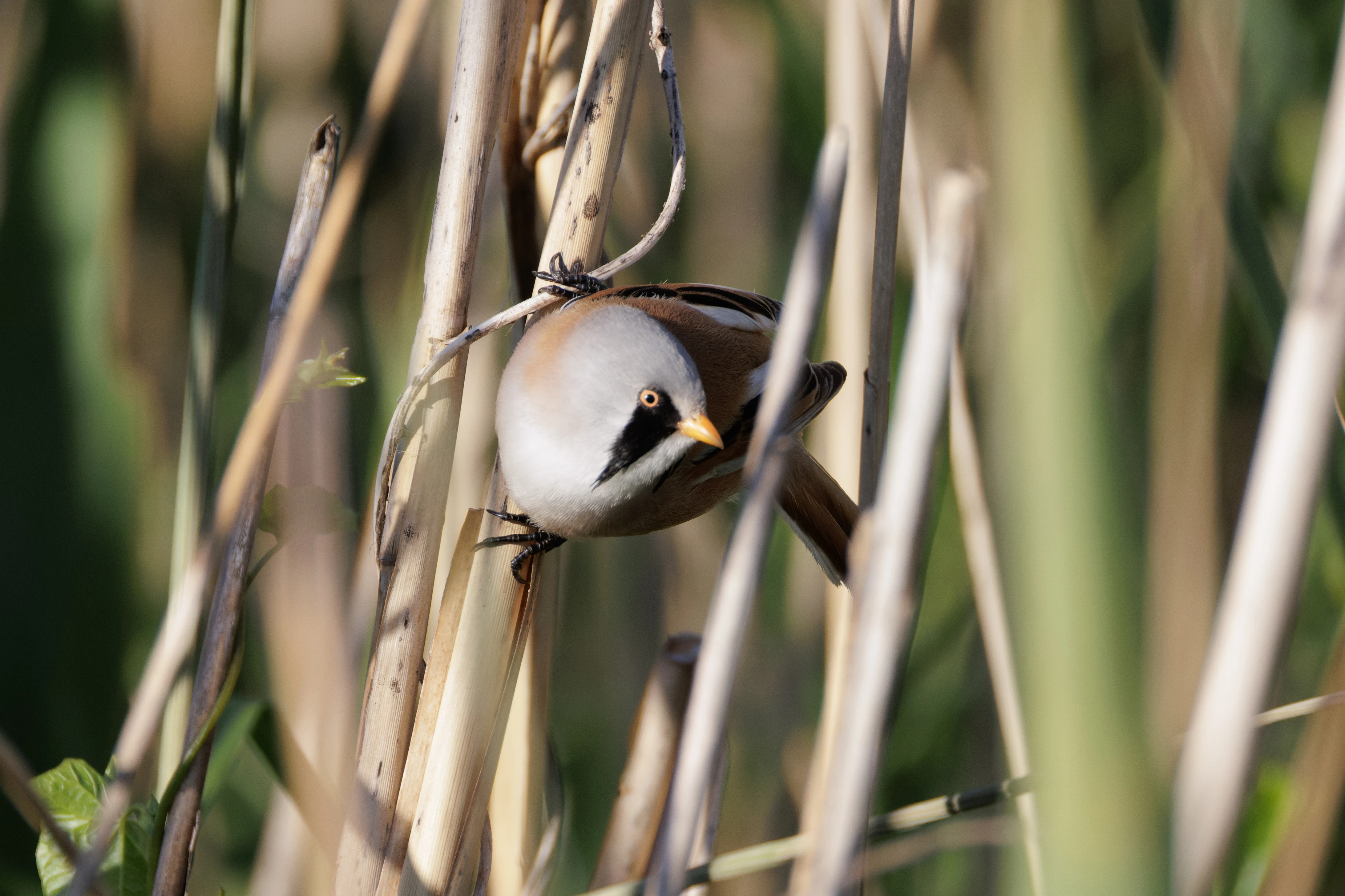 Bearded Reedling, Danube Delta, Romania — photo by Orlando Prugel-Bennett