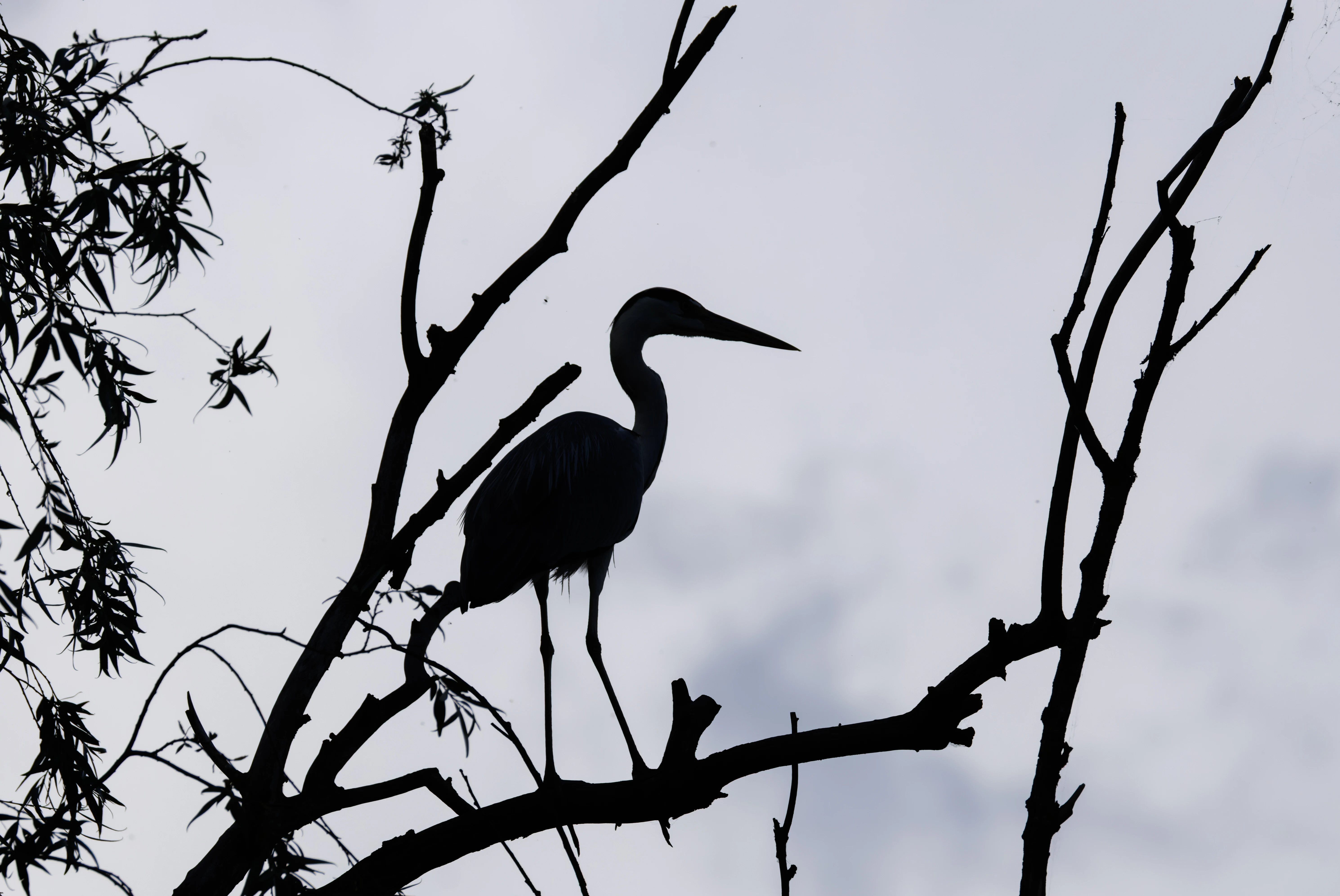 Grey Heron, Danube Delta, Romania — photo by Orlando Prugel-Bennett