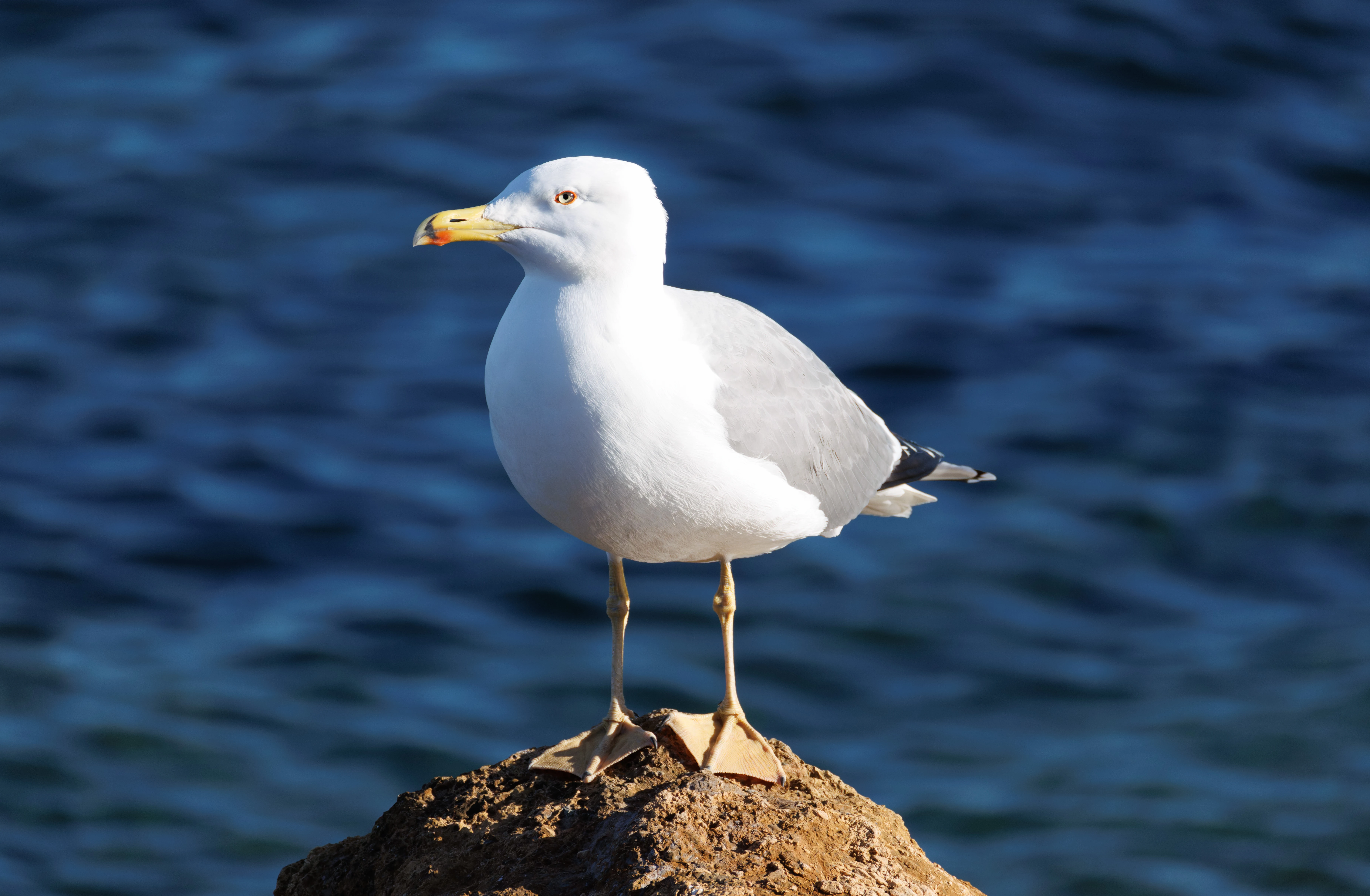 Yellow-legged Gull, Tabarca, Alicante, Spain — photo by Orlando Prugel-Bennett