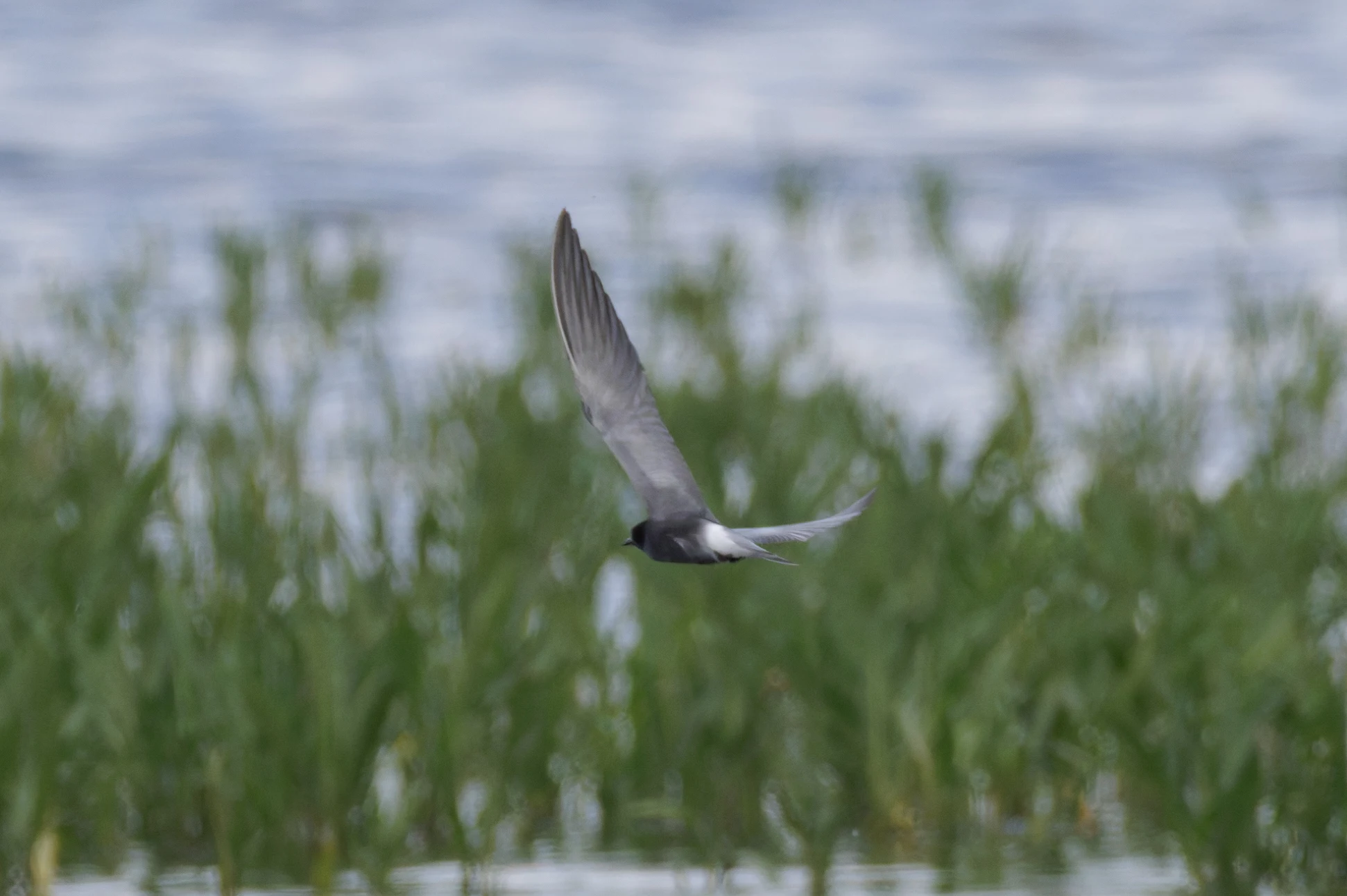 Black Tern, Romania — photo by Orlando Prugel-Bennett