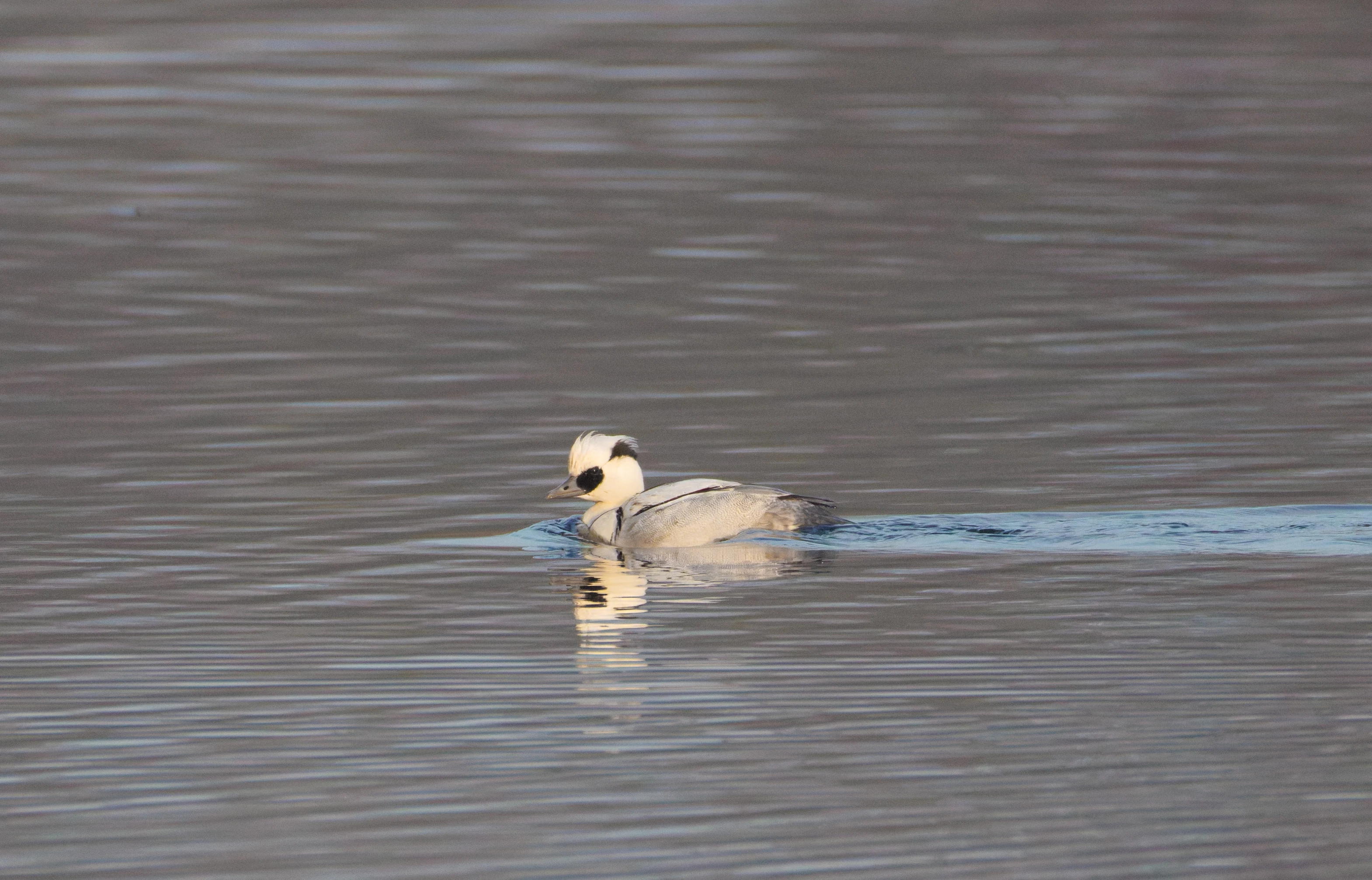 Smew, Flevoland, Netherlands — photo by Orlando Prugel-Bennett